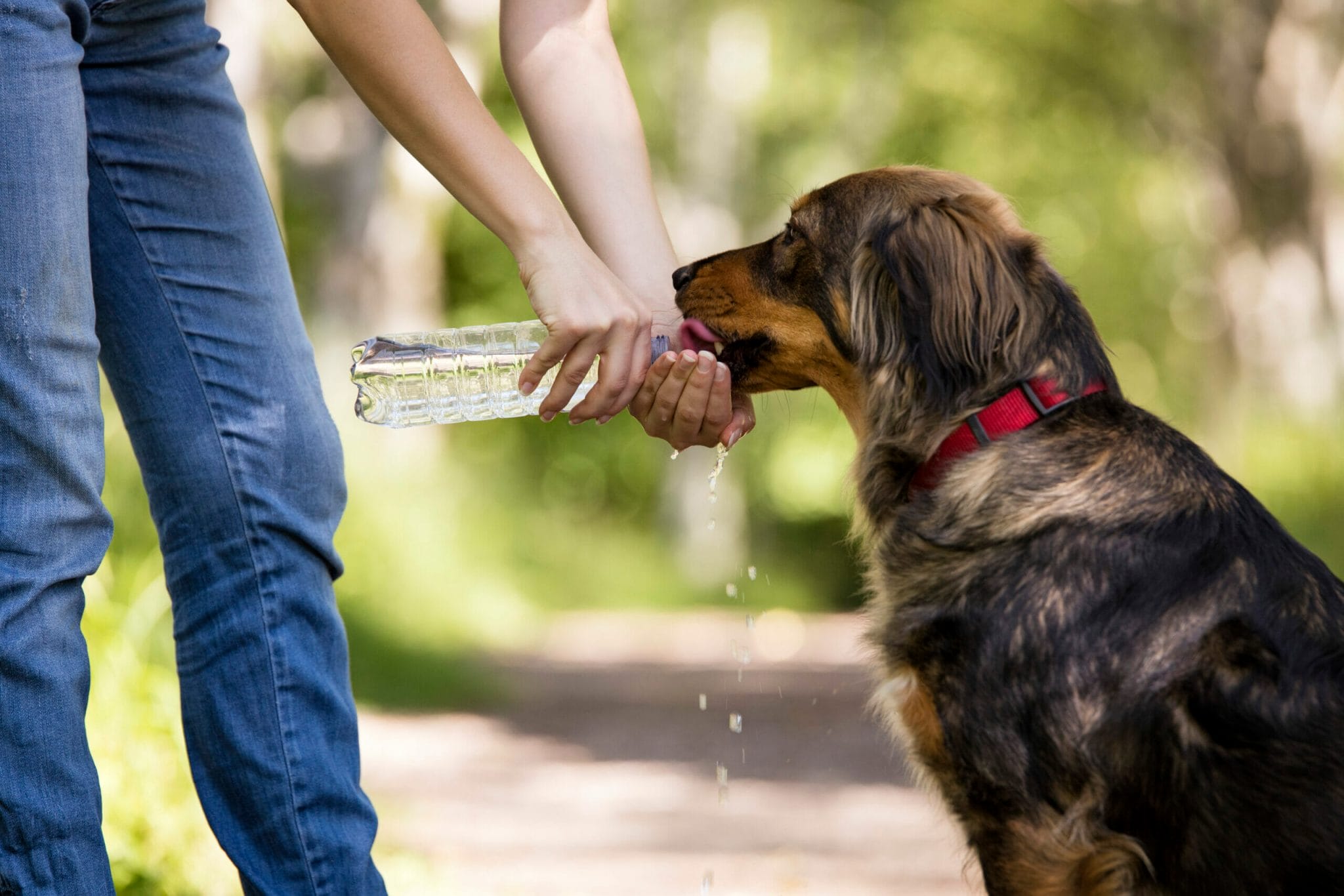 Can you get sick from sharing water with a dog?