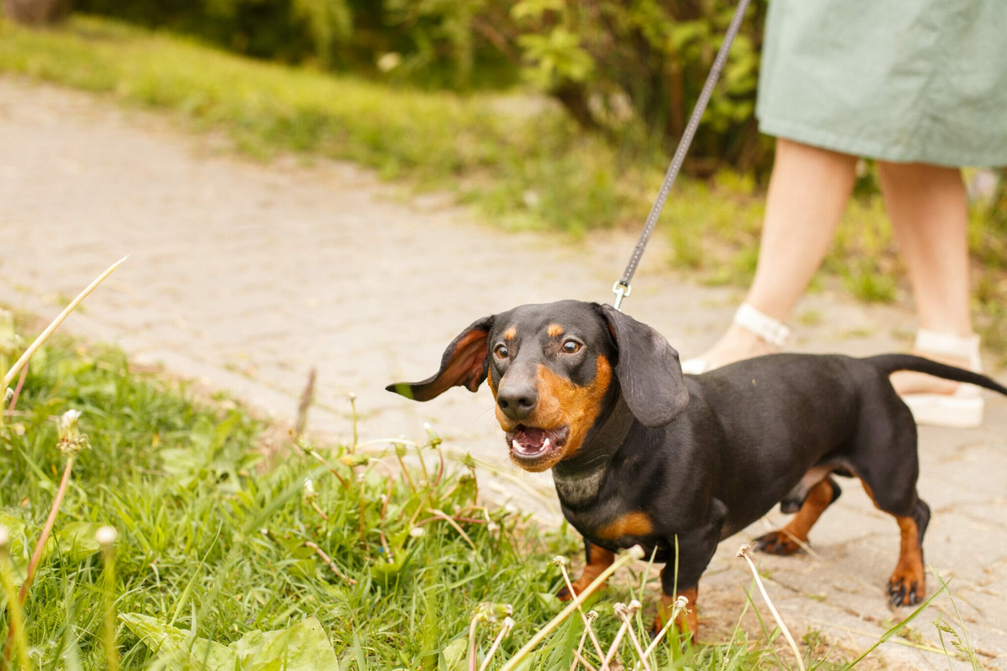 Does it stop dogs from barking?