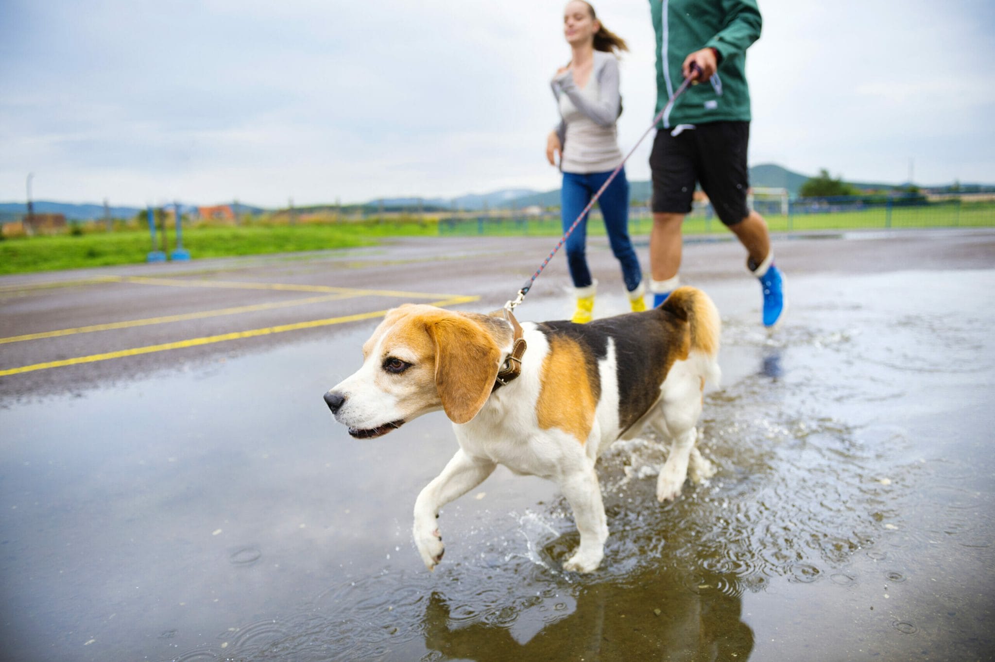 Best Leashes For Reactive Dogs