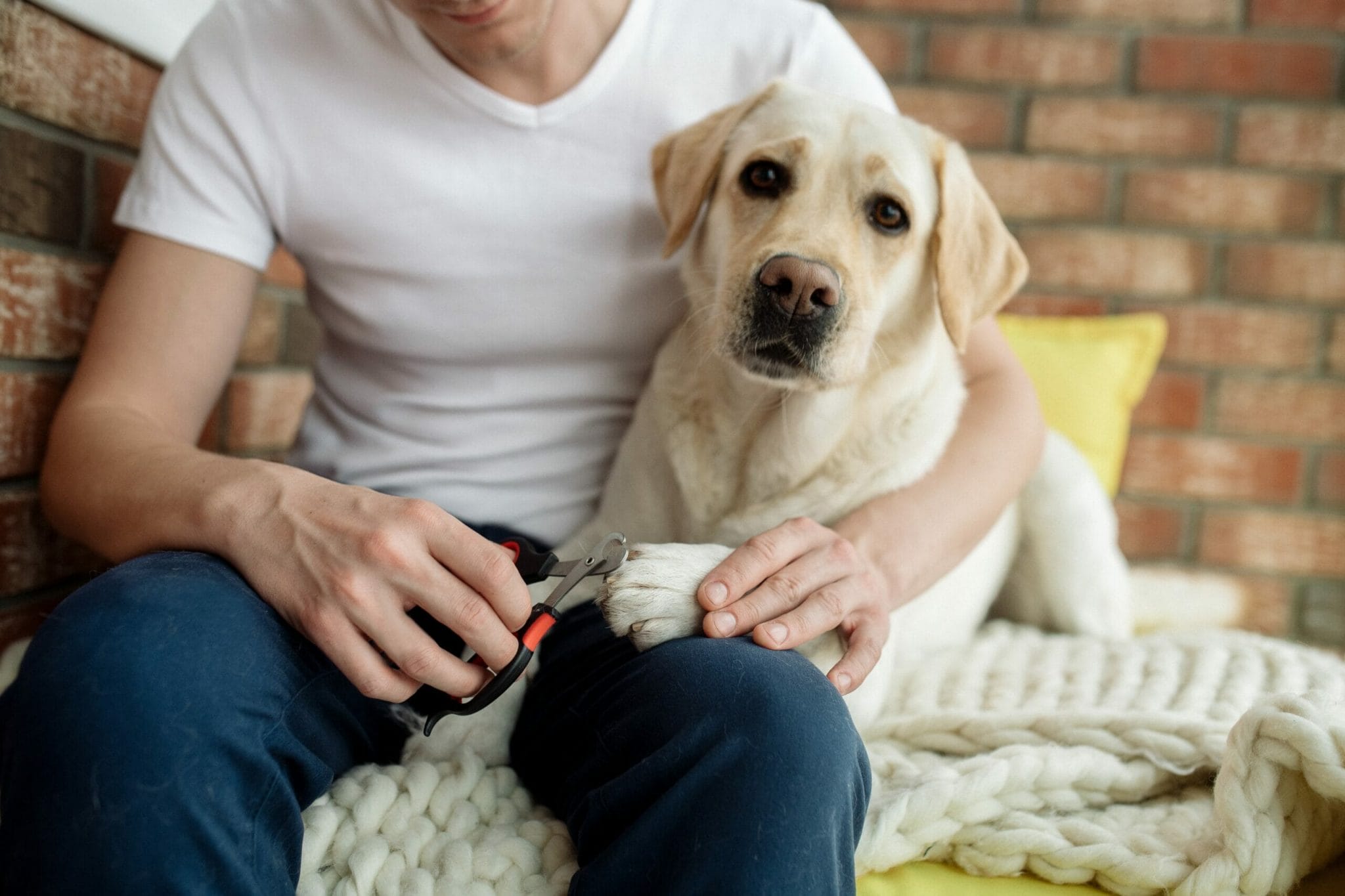 Trim your dog's nails