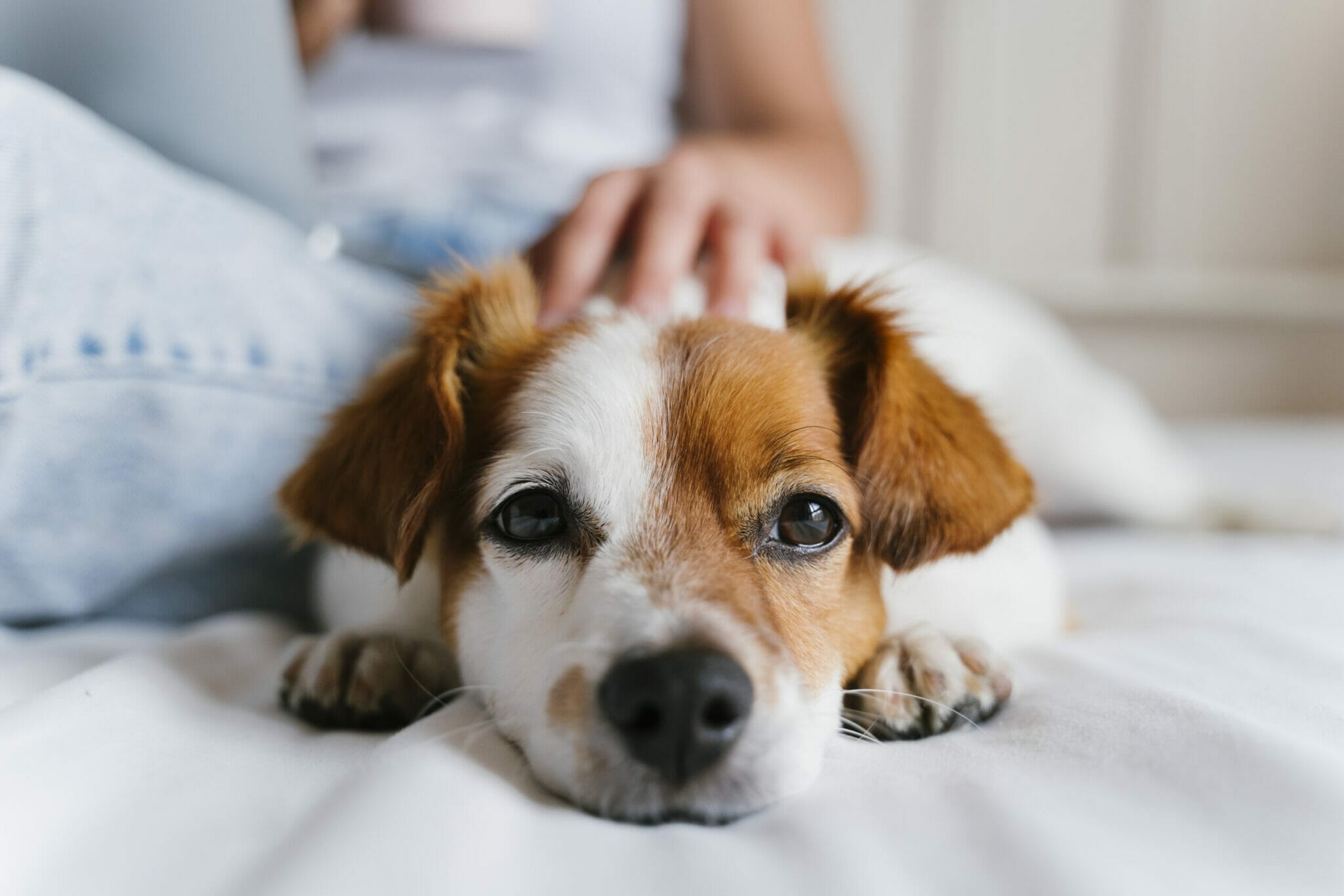 Can my dog sleep in my bed after flea treatment?