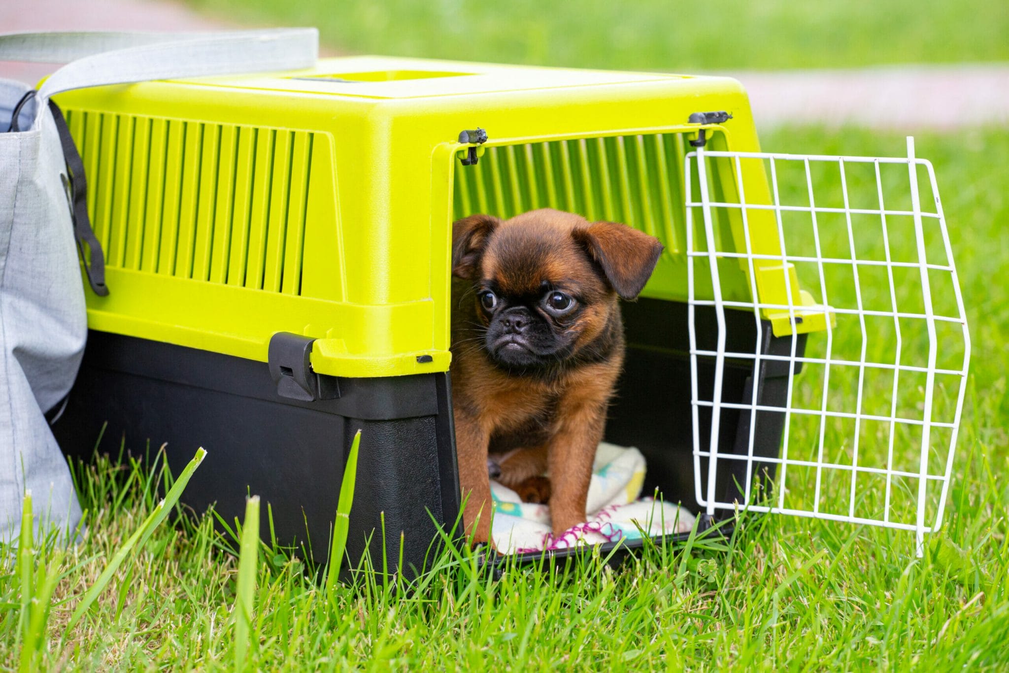 How to insulate a dog crate