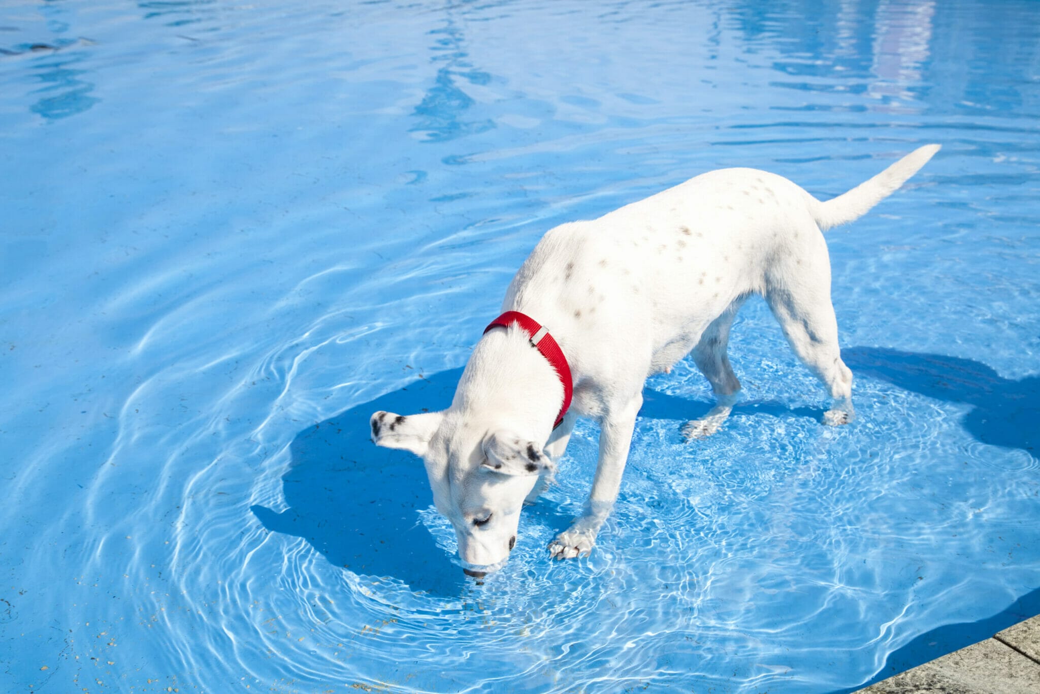 How to stop dog from drinking pool water?