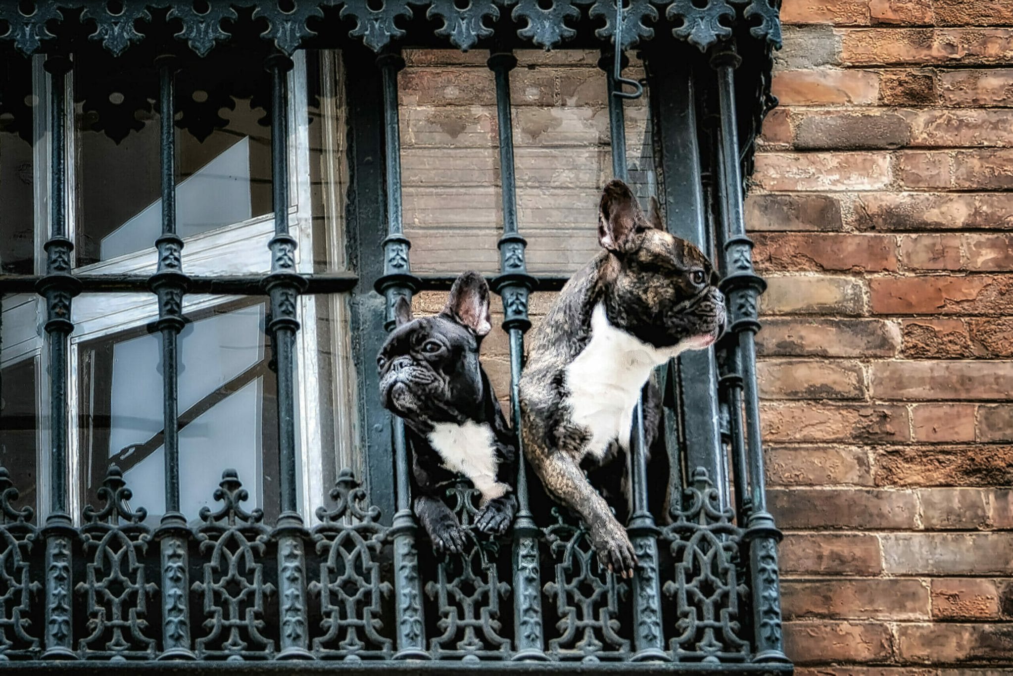 How to keep dog in wrought iron fence