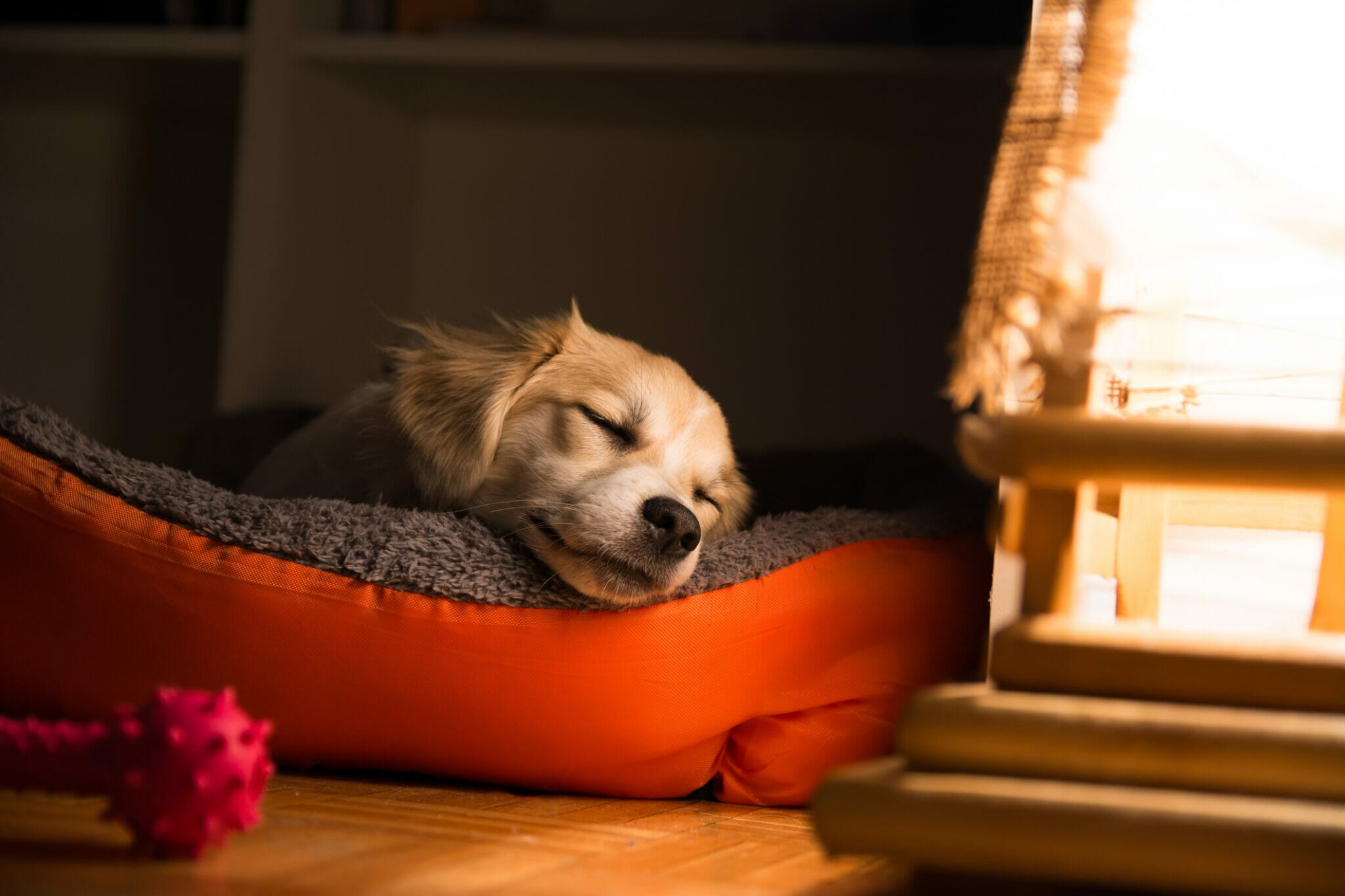 Best night light for dogs