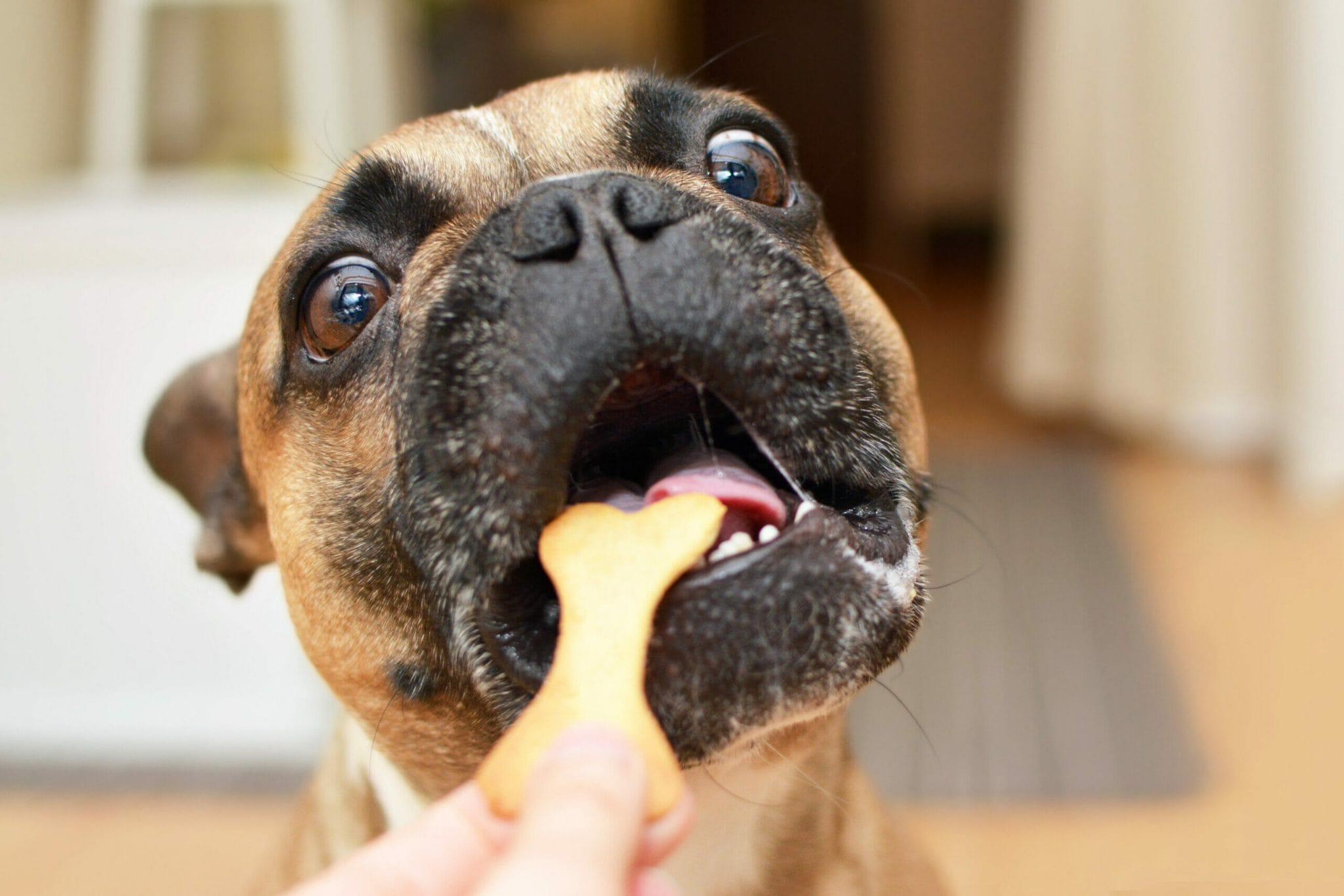 Best Dog Treats For Bad Breath