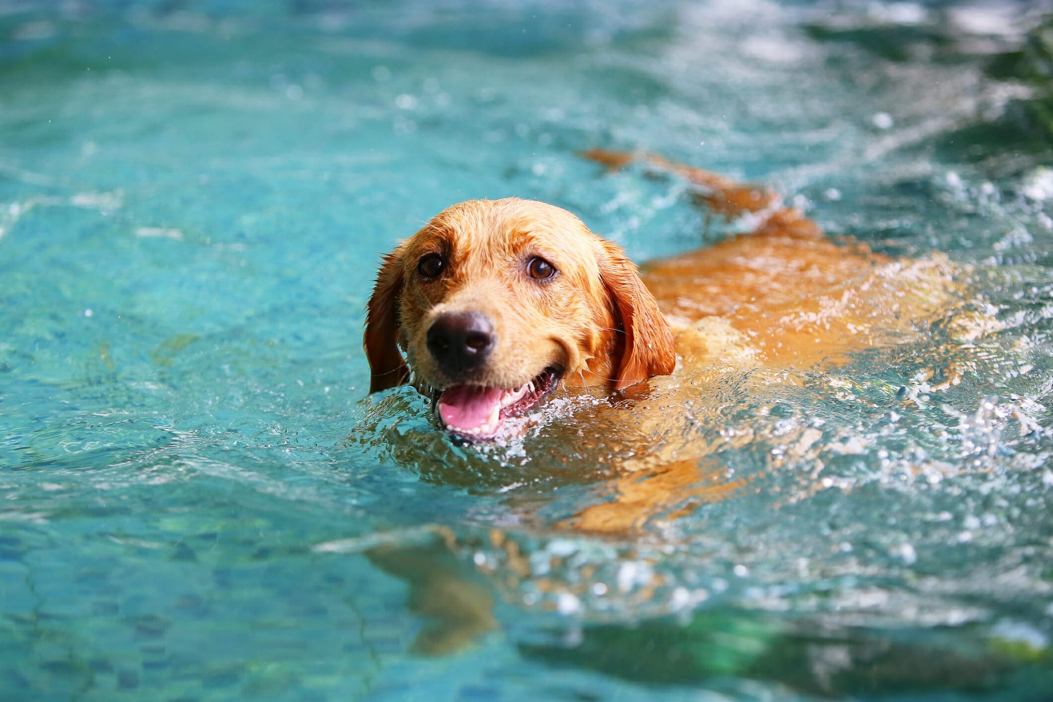 Best ear cleaner for dogs after swimming