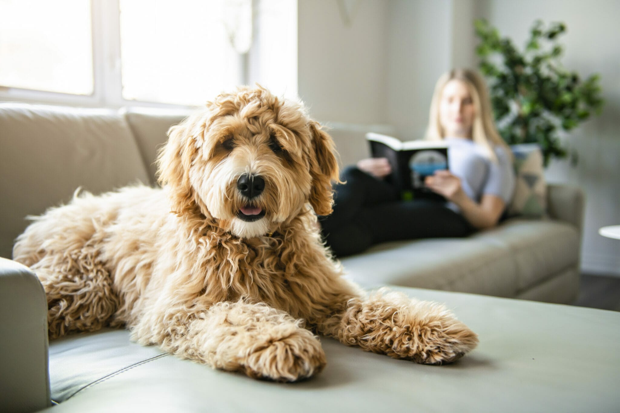 Best Dog Ramp For Couch 5 Best Options In 2024   IStock 1147997709 1 1 2048x1365 