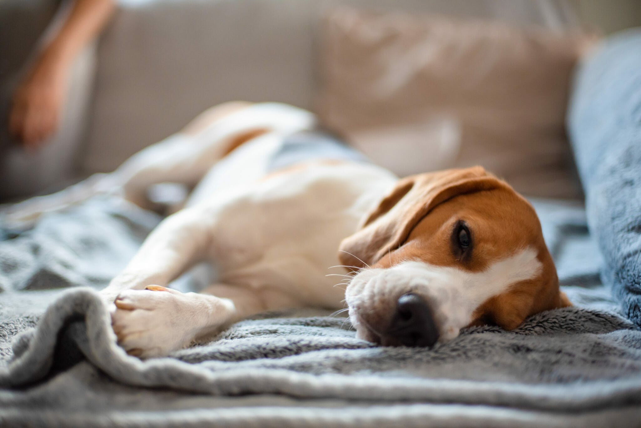 How to keep your dog cool in a hot apartment