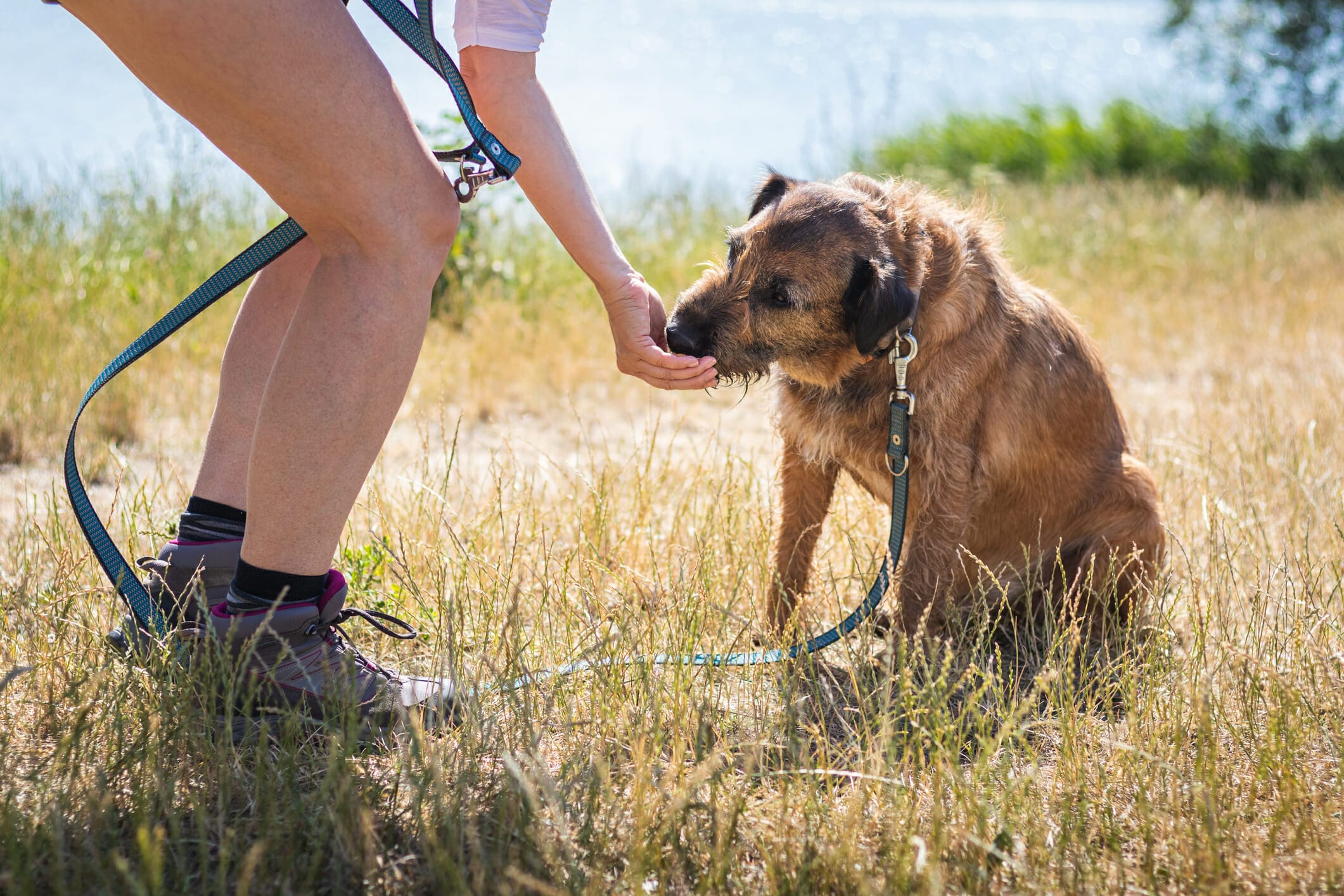 5 Best Freeze-Dried Dog Treats In 2024