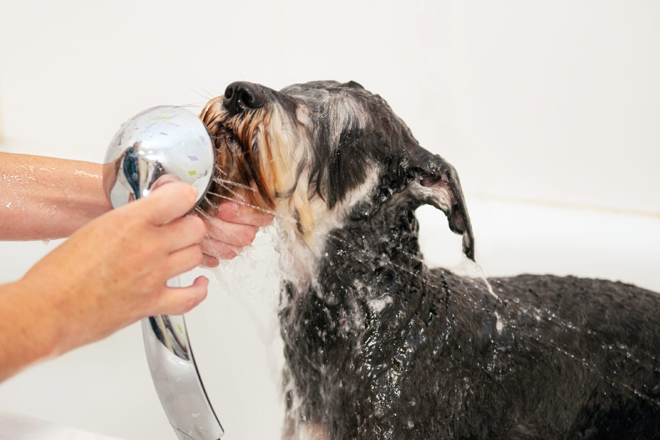 Best Shampoo For Wirehaired Dogs 5 Best Options