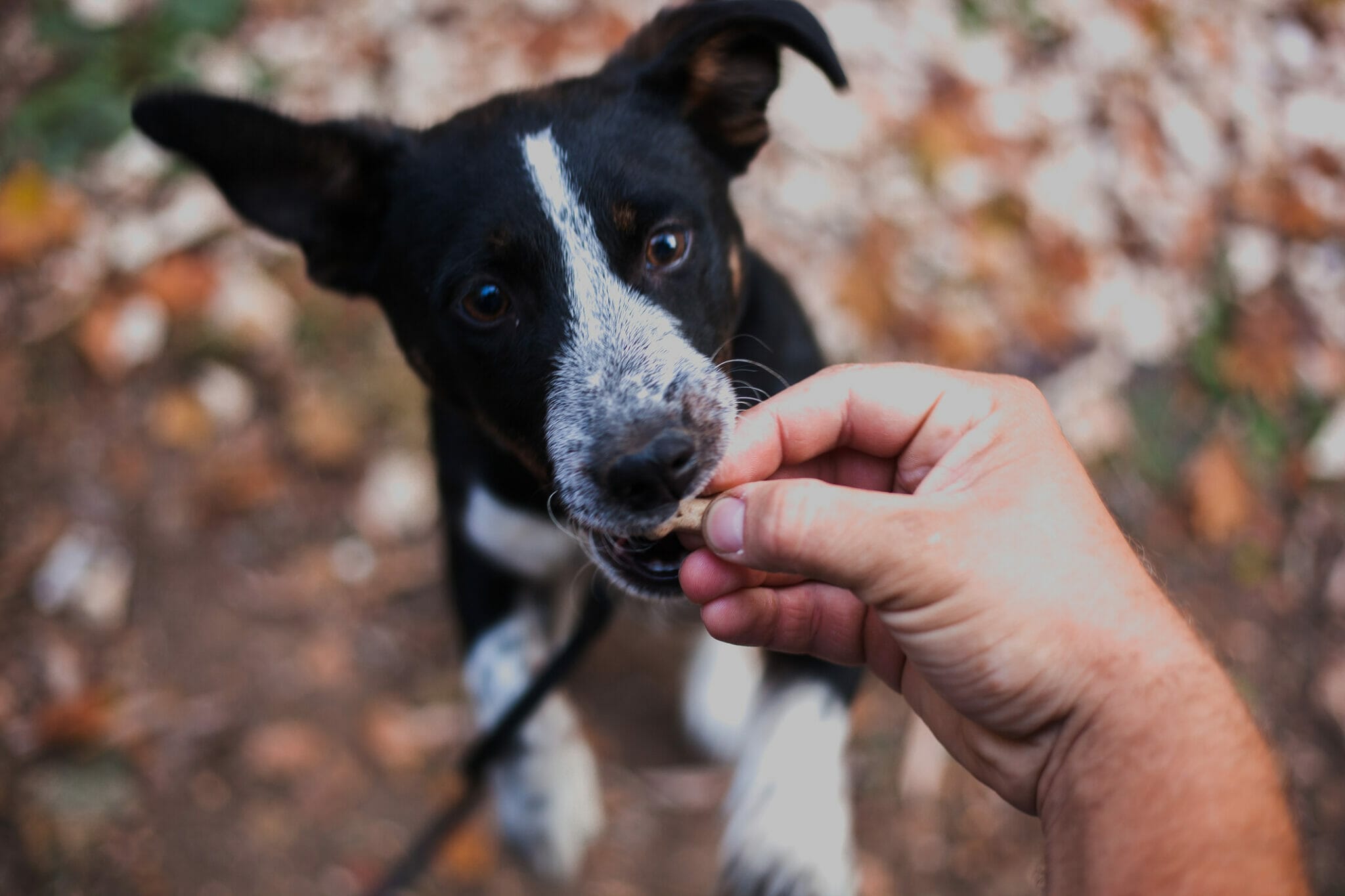 Best chicken free dog treats