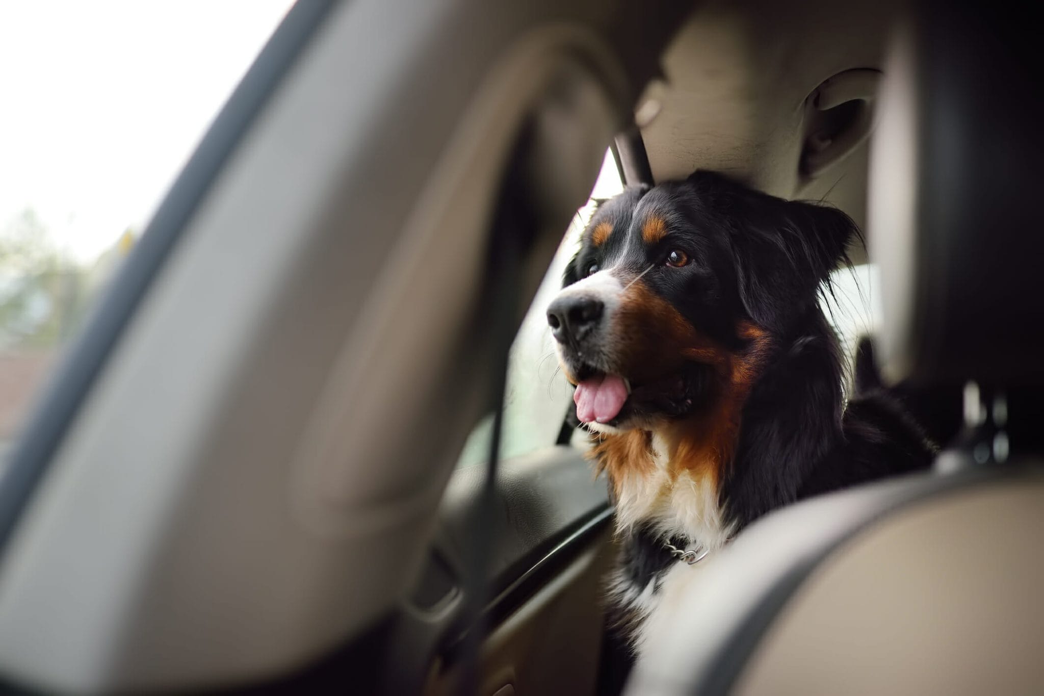 Best car door protector for dogs