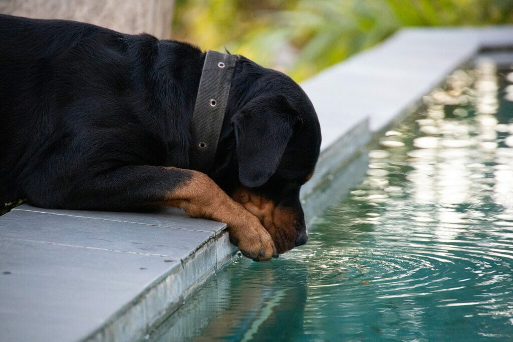 Train your dog not to drink out of the pool