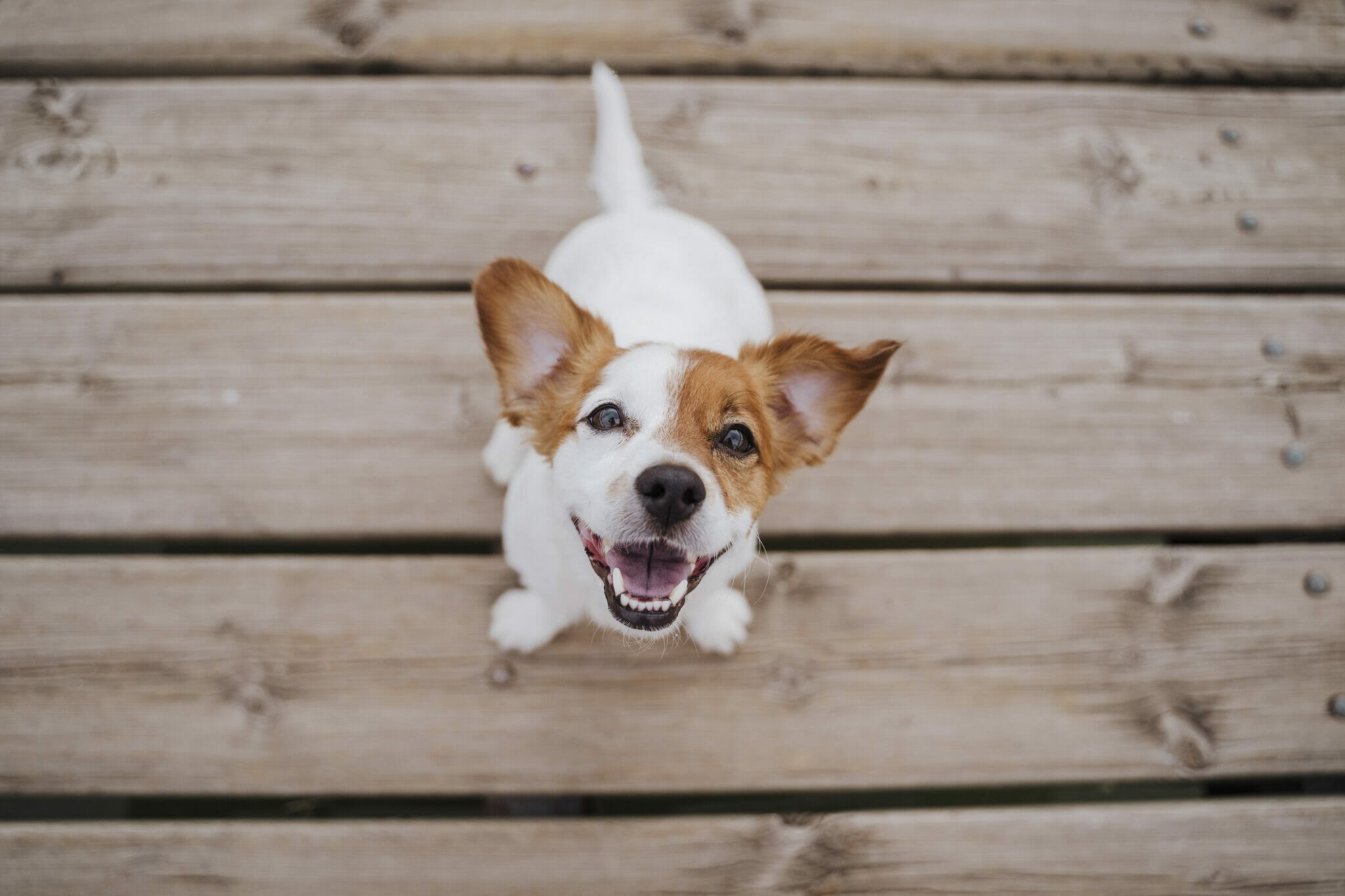 How to stop dog from chewing wood deck