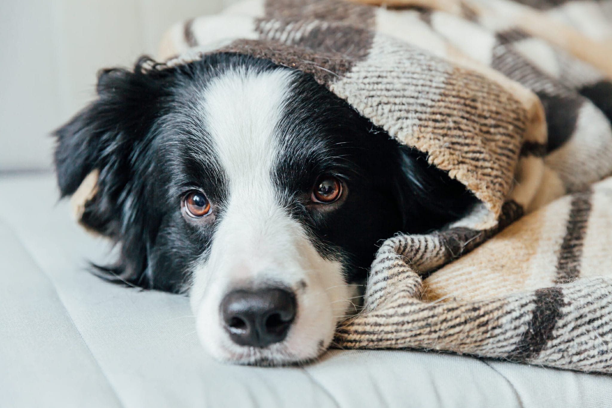 How to get dog smell out of blankets
