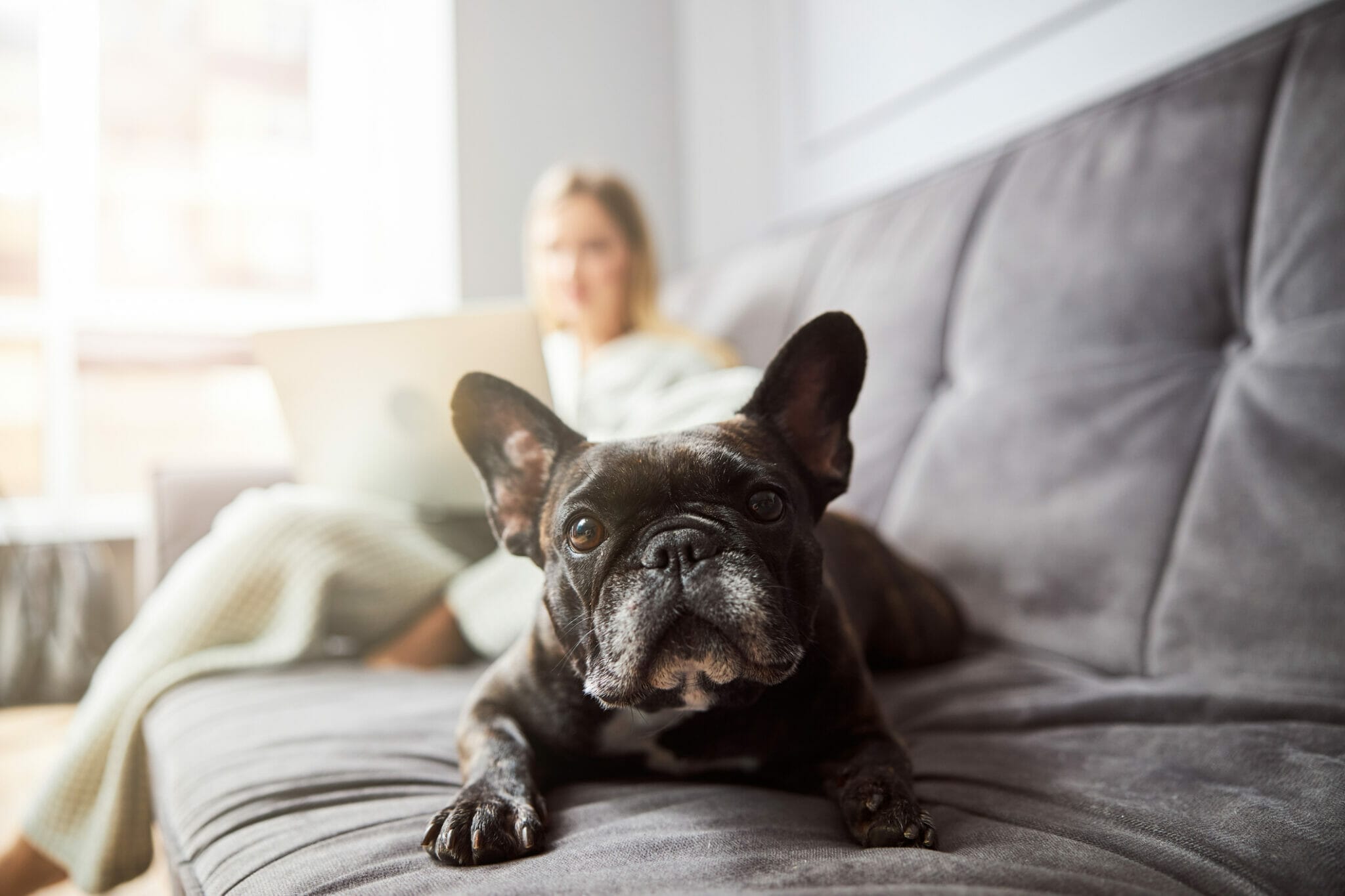 5 Best Sectional Couch Covers For Dogs In 2024   IStock 1301928695 2048x1365 