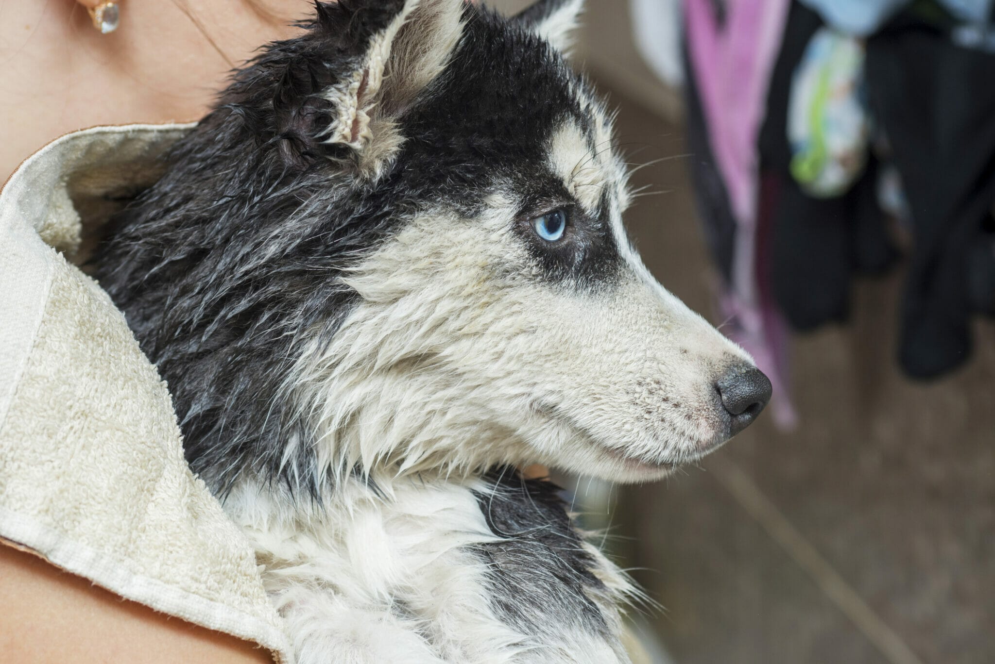 How to whiten dog fur naturally