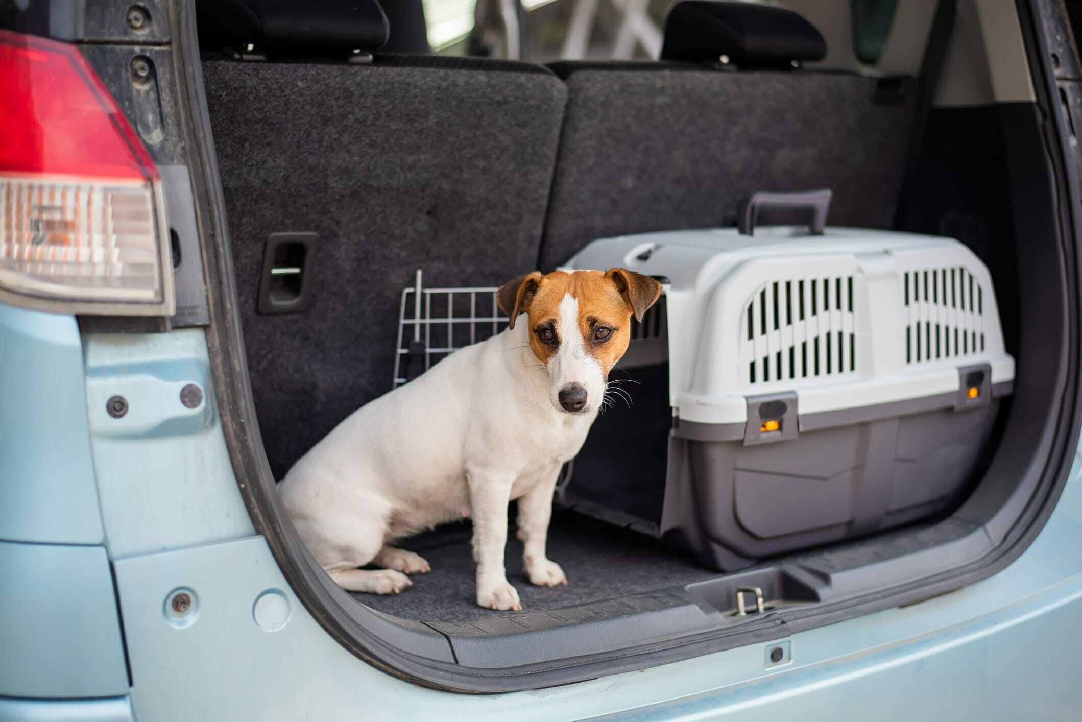 dog crate in car boot