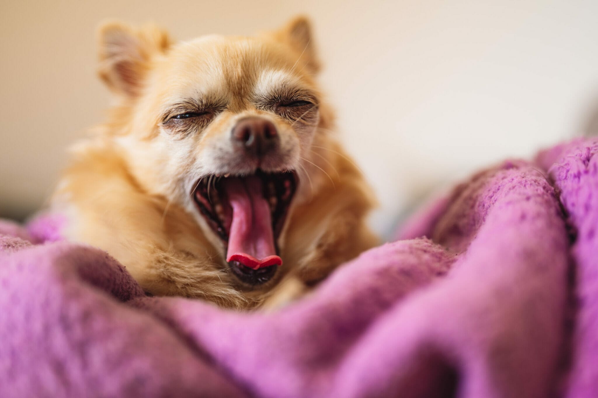 How to get dog hair out of fleece blankets