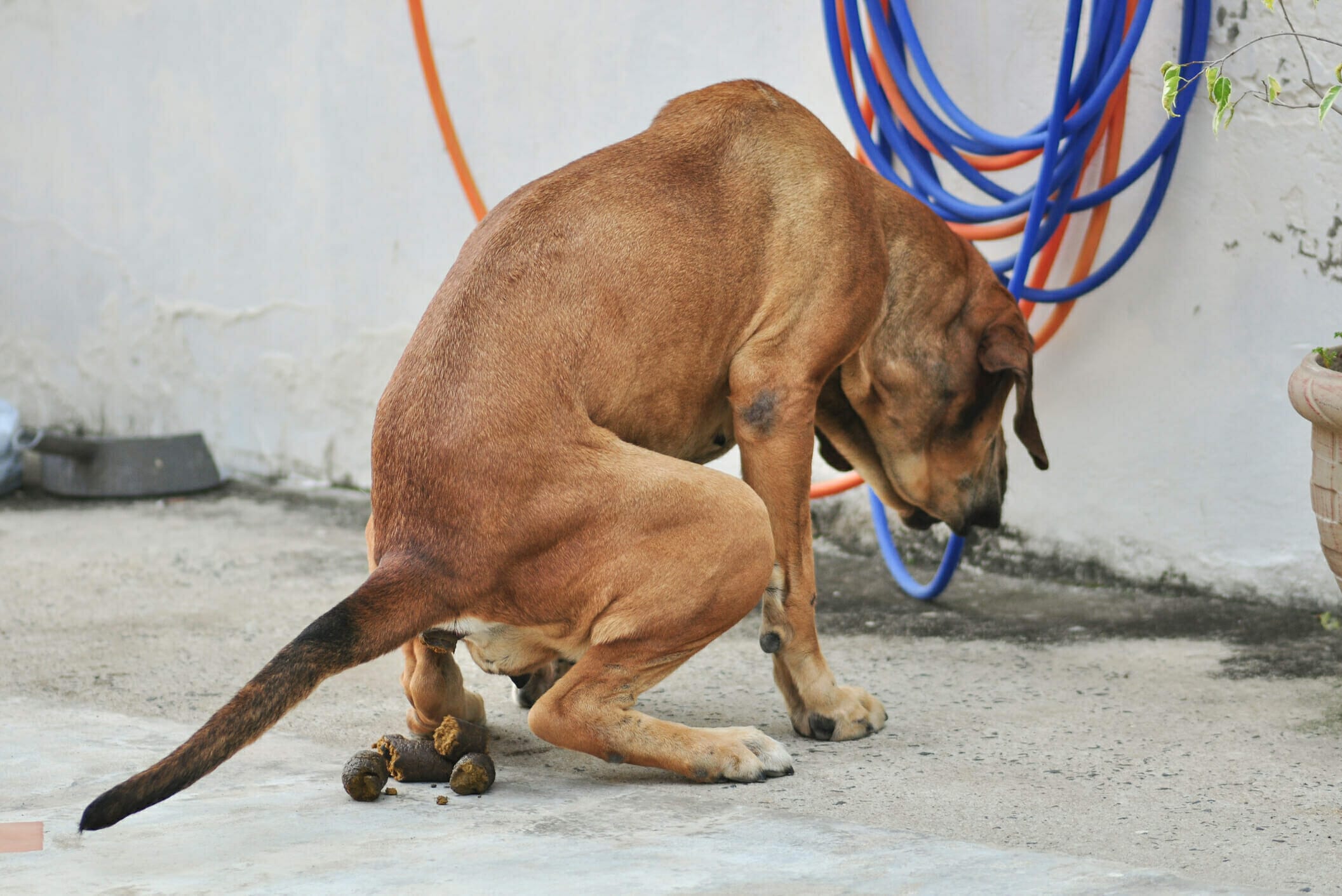 how-to-remove-the-smell-of-dog-poop-from-carpet-carpet