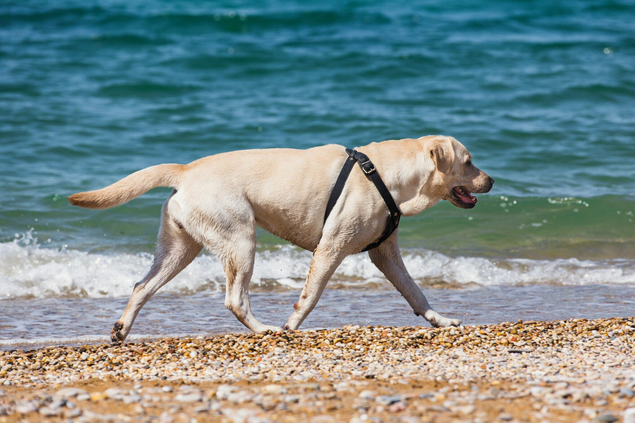 Best dog harness for swimming