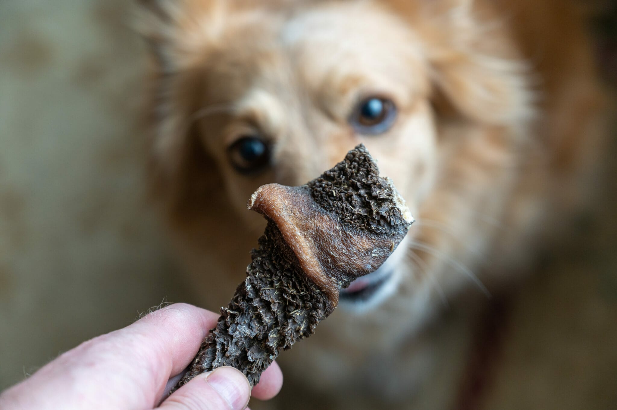How to freeze dry meat for dogs