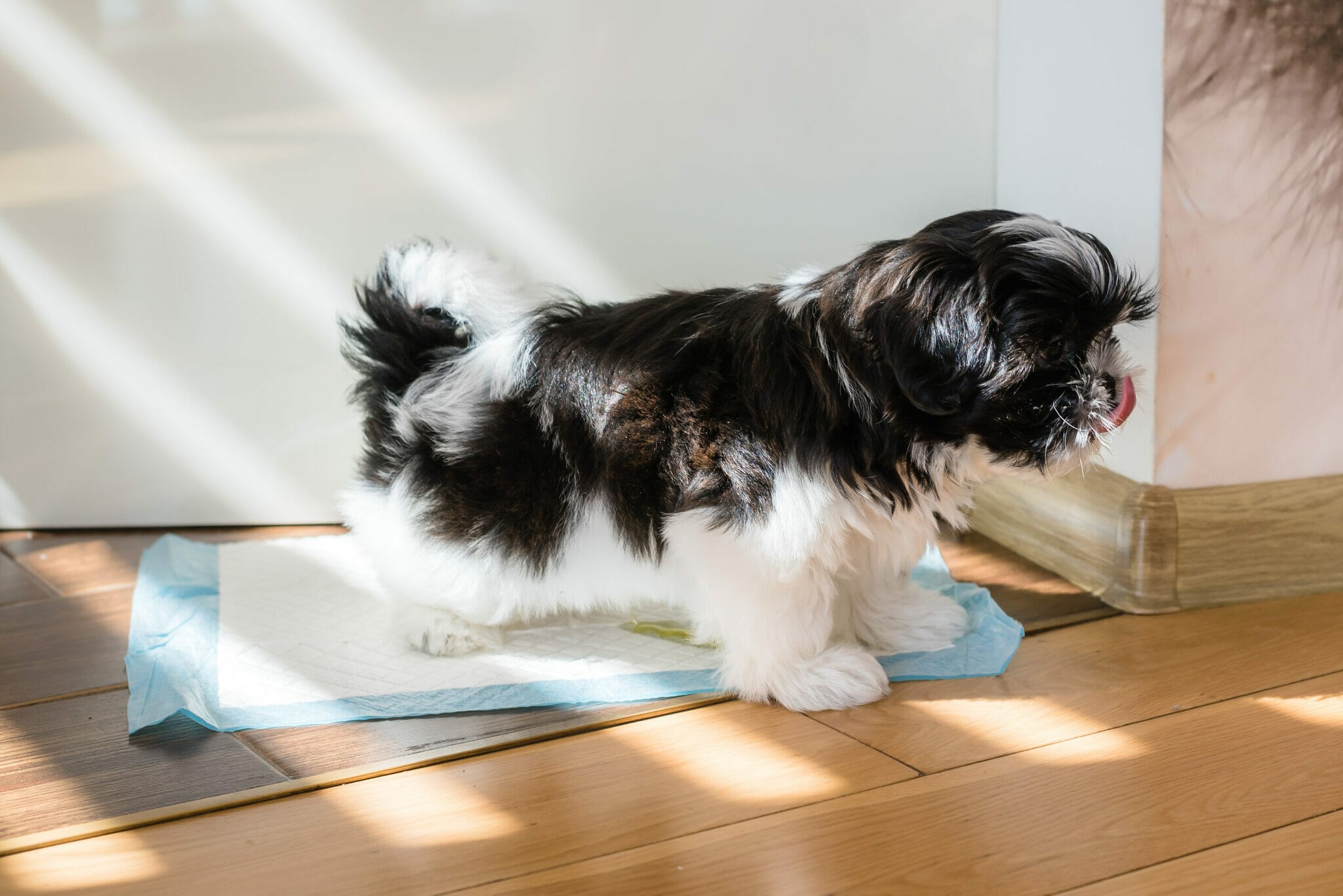 best pee pads for senior dogs