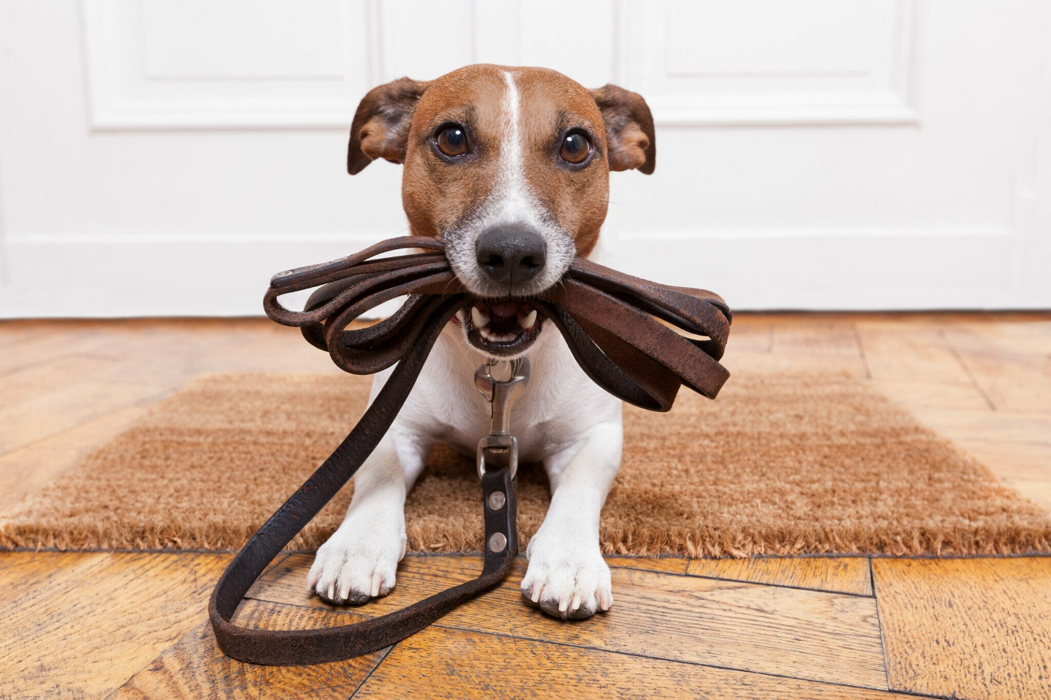 How to clean leather dog collar