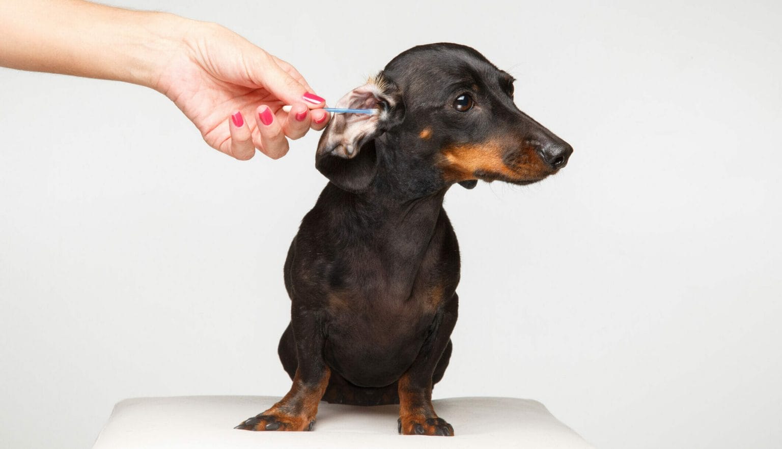 Why is it important to clean your dog's ears after swimming?