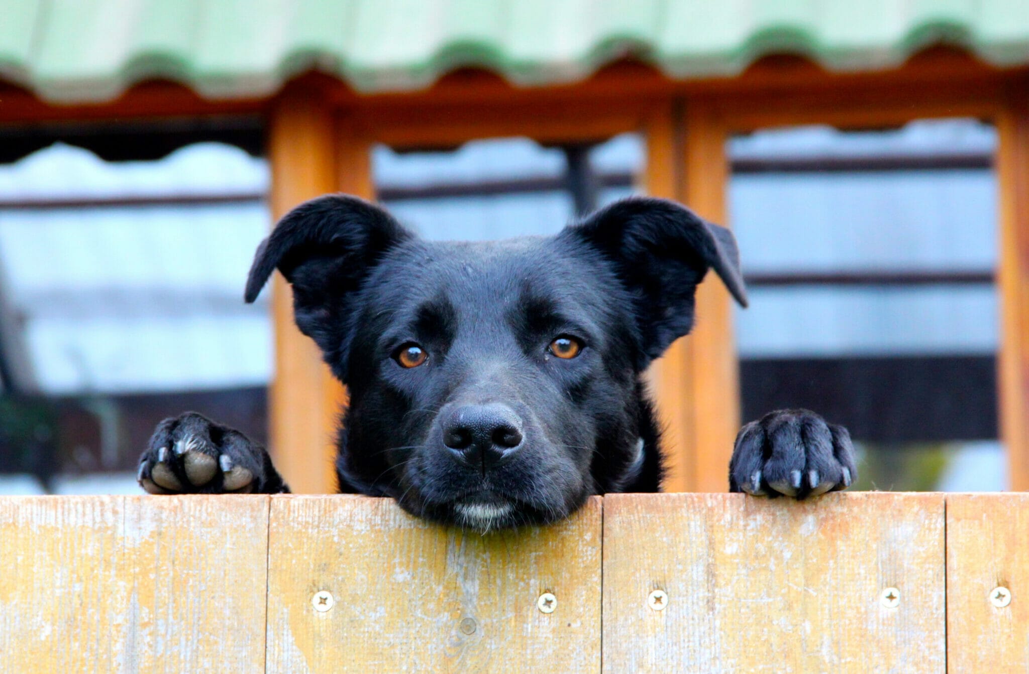 How To Keep Your Dog From Jumping Fence (Complete Guide)