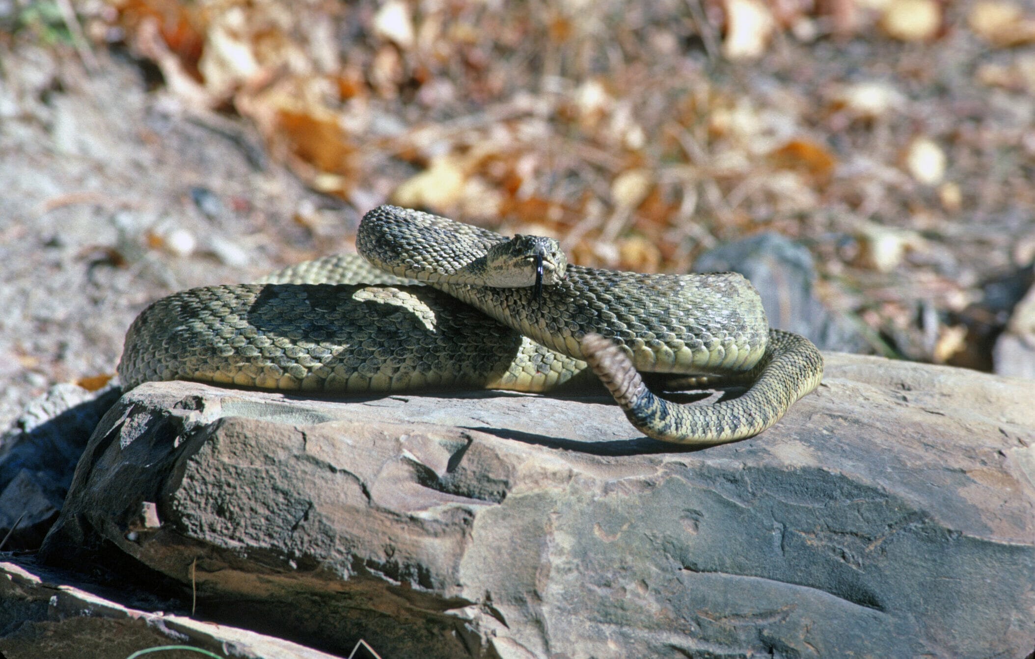 is-snake-repellent-safe-for-dogs