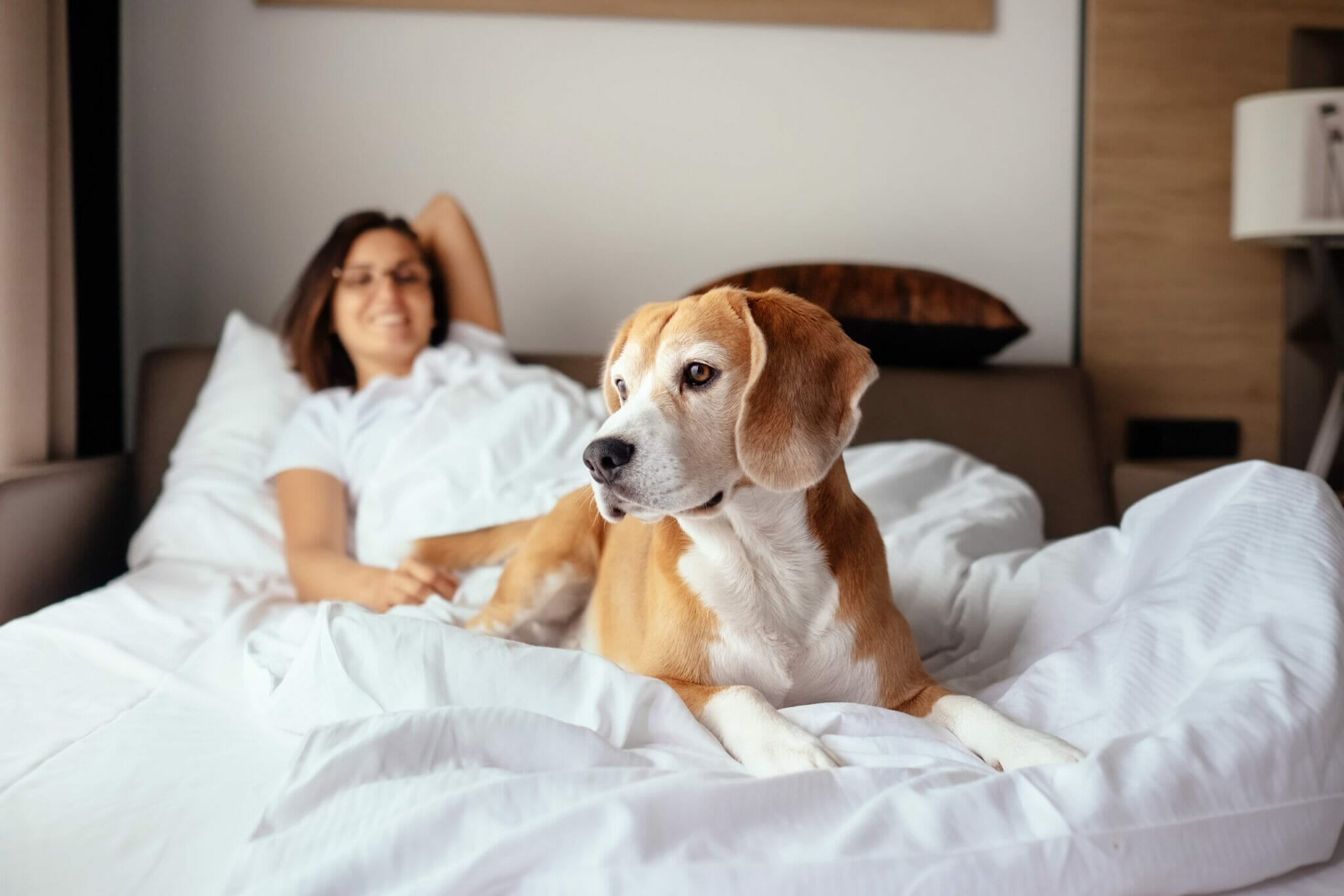 How to keep white bedding clean with dogs