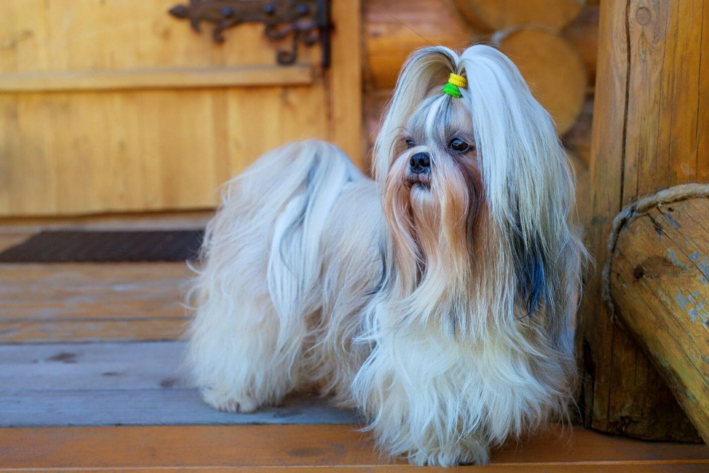 best wet dog food for Shih Tzu