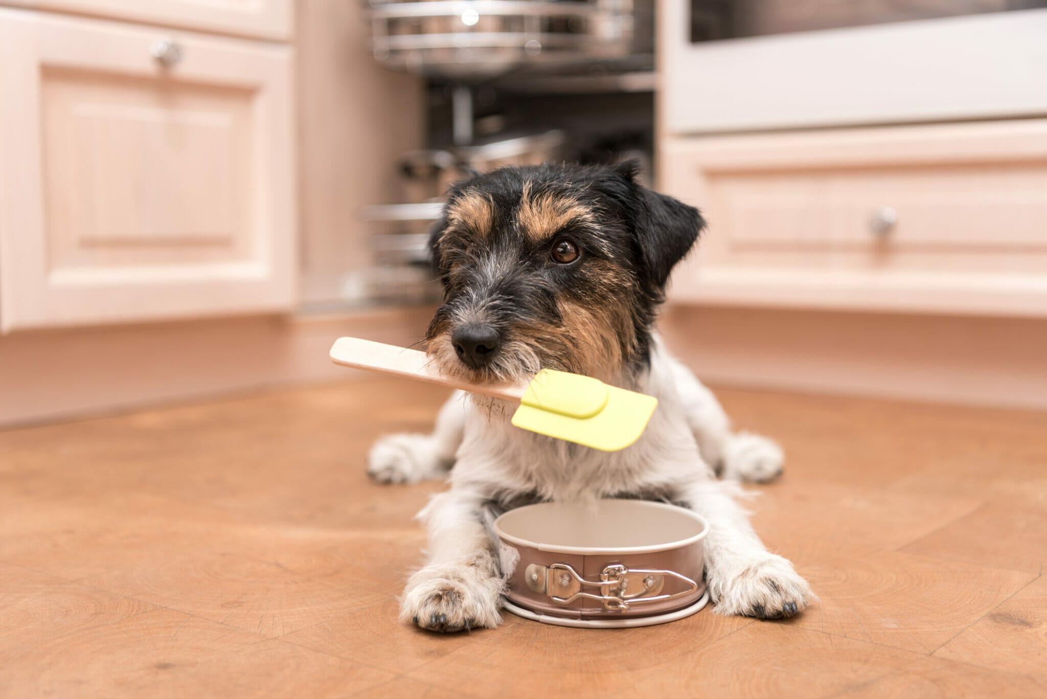 How to soften food for a dog with no teeth