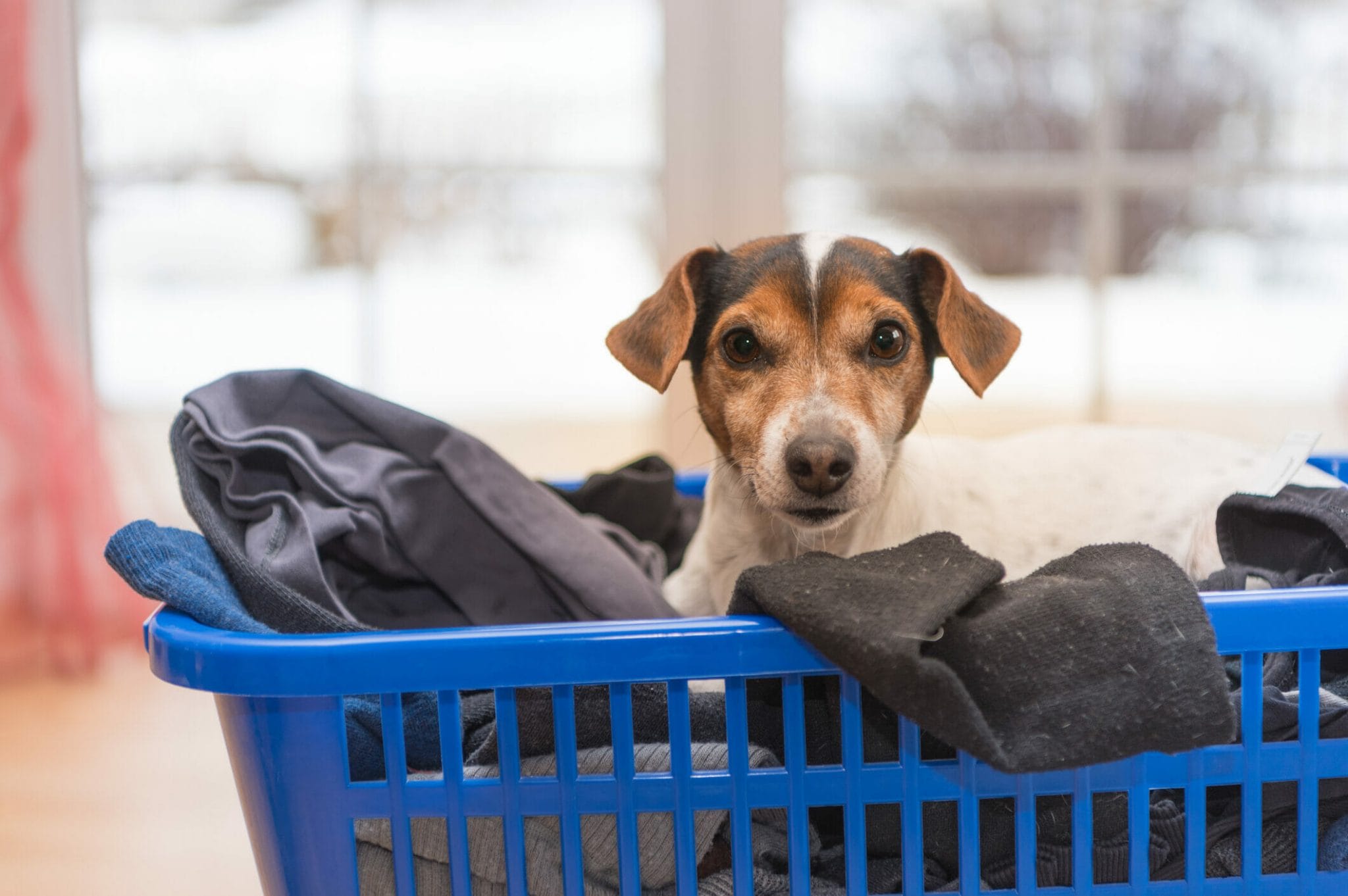 Best laundry detergent for dogs with allergies