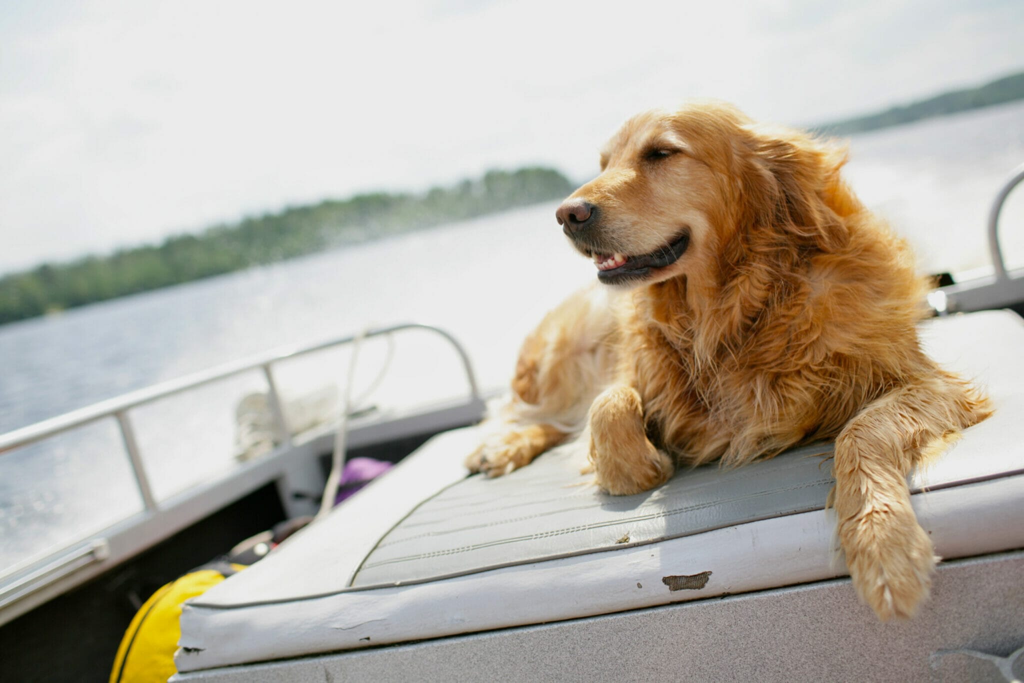 floating dog ramp for pontoon boat