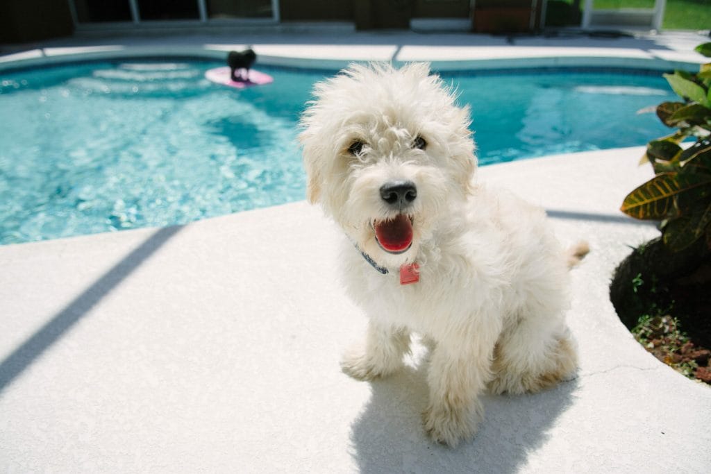 Add a dog fountain to your pool area