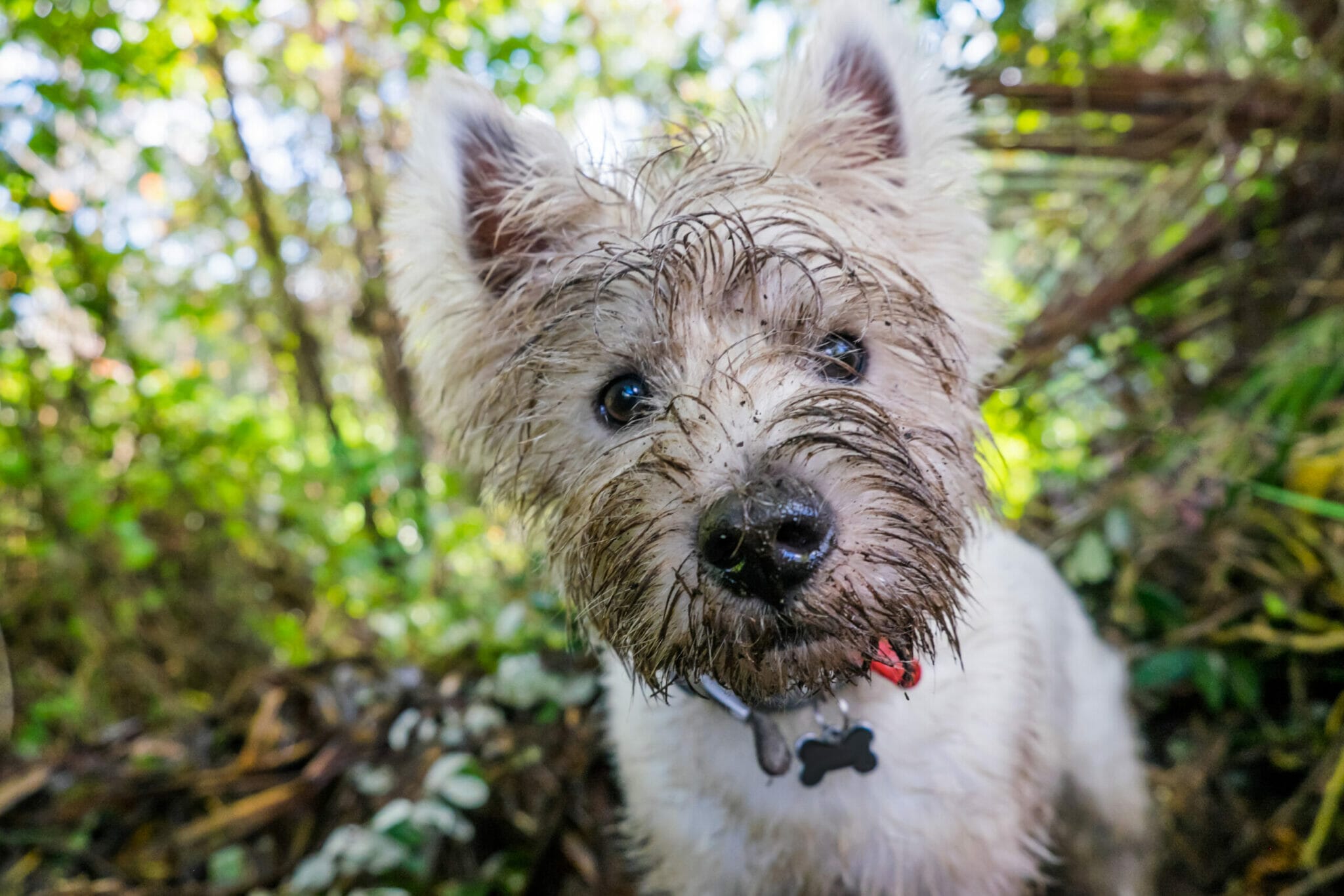 How to remove urine stains from white dog fur