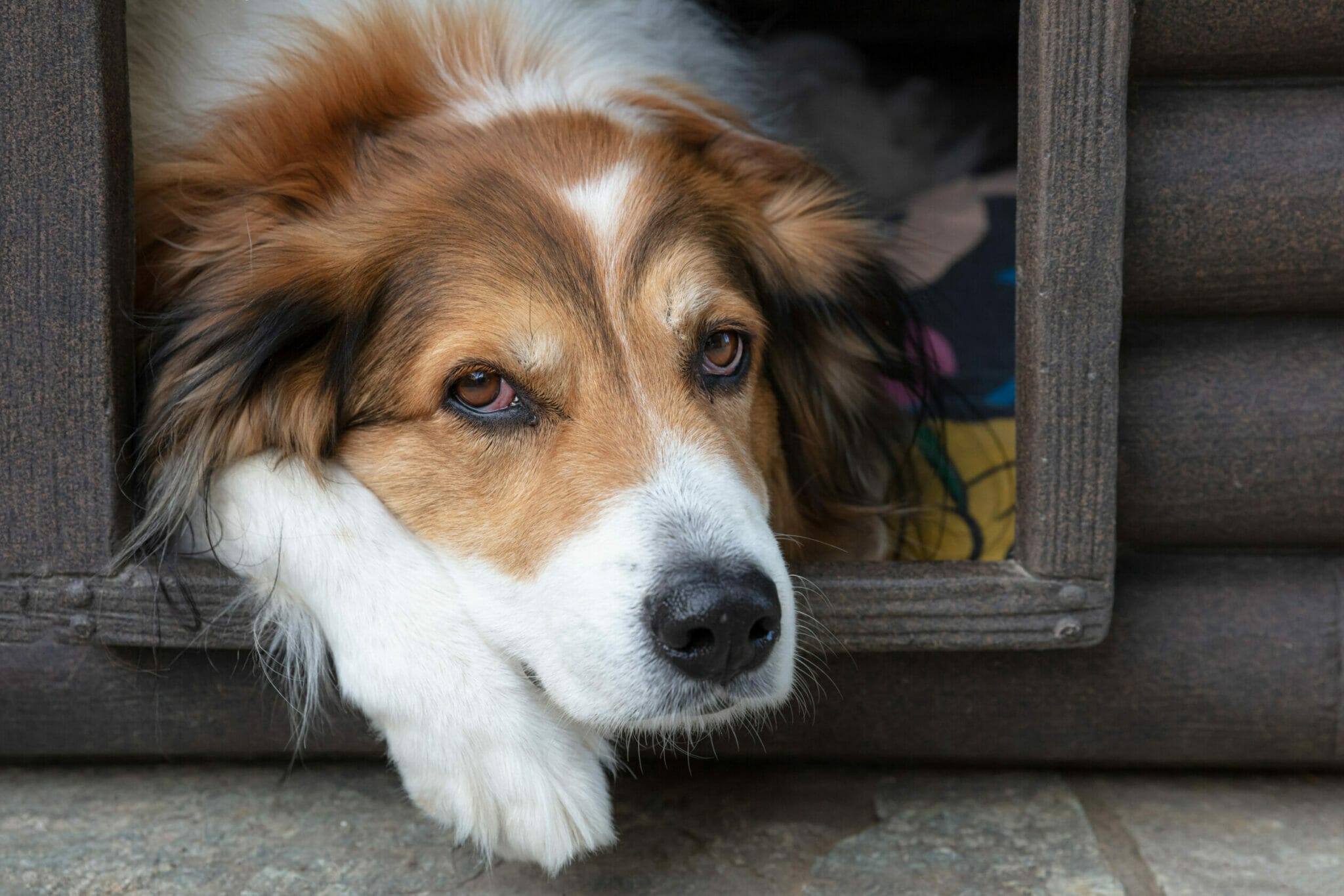 Dog house bedding for summer