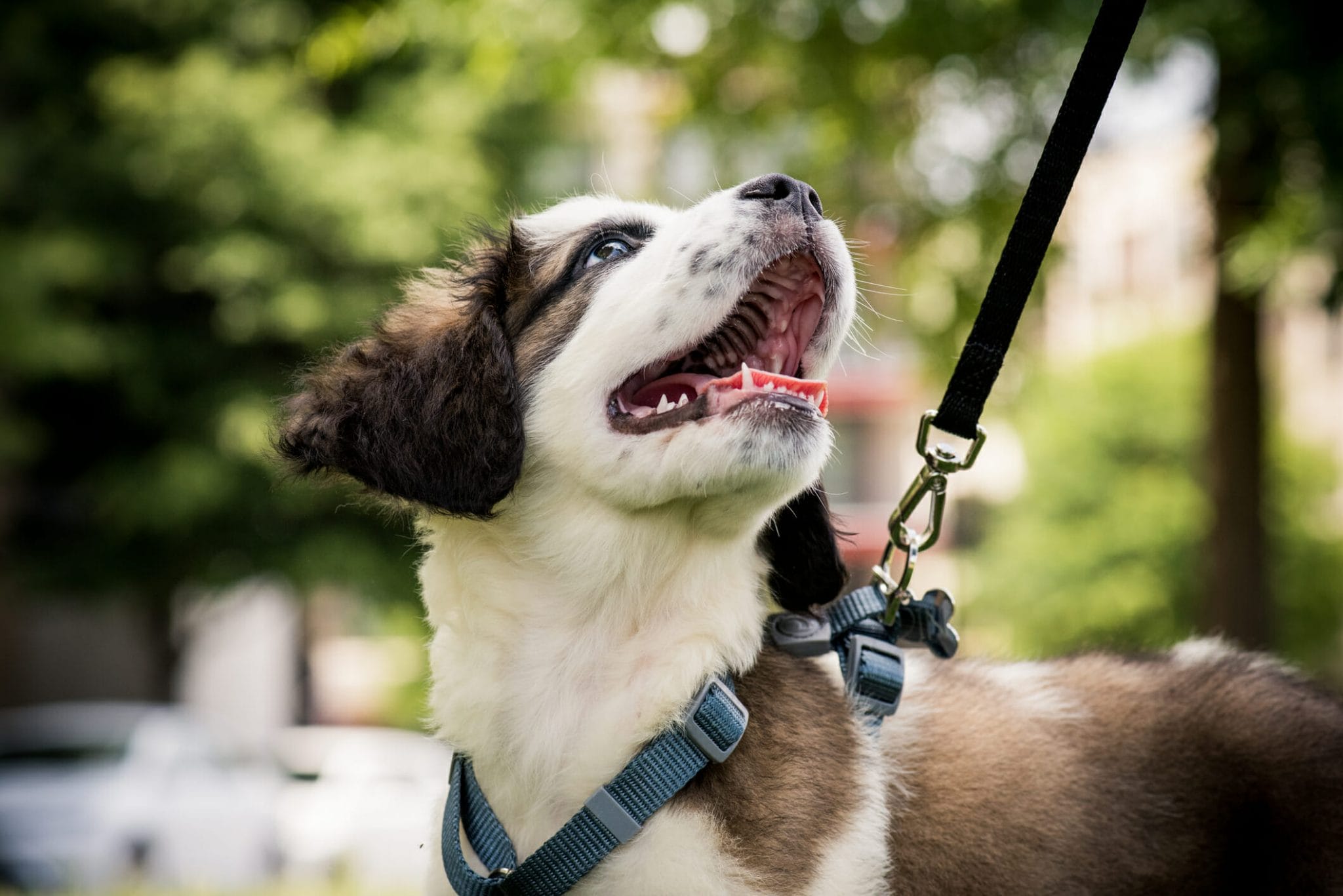 Best Bungee Leash For Dogs