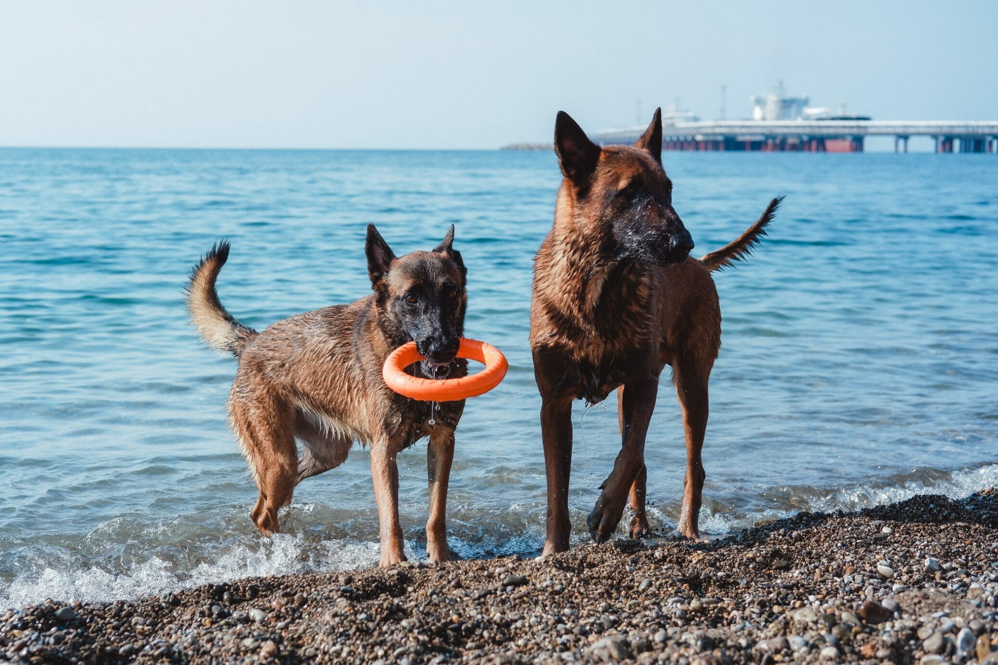 interactive water toys for dogs