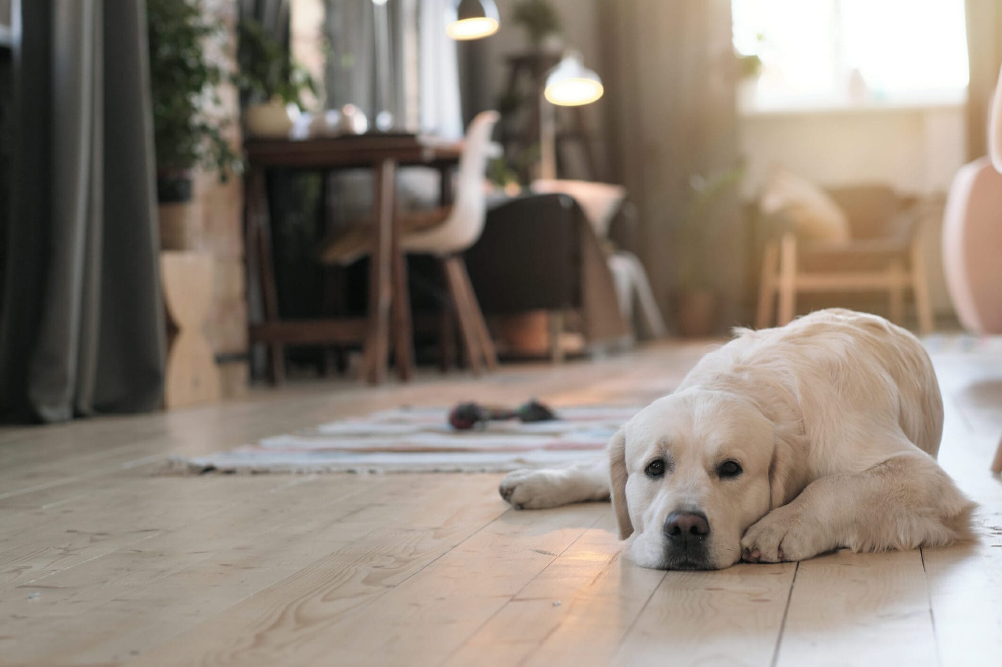 Best Finish for Hardwood Floors with Dogs