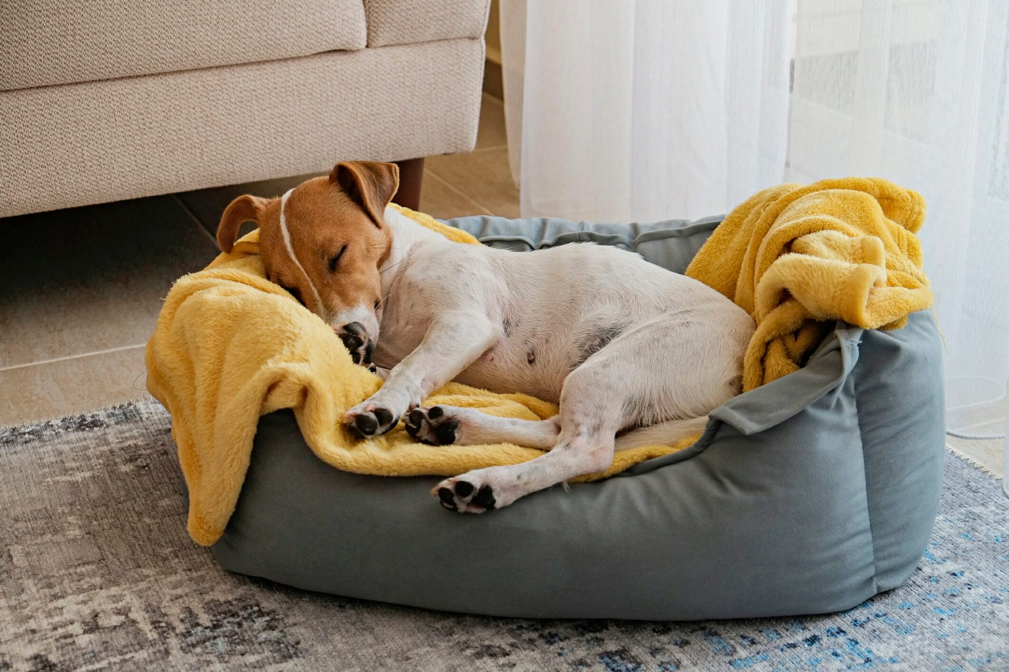 Best sleep aid for dogs
