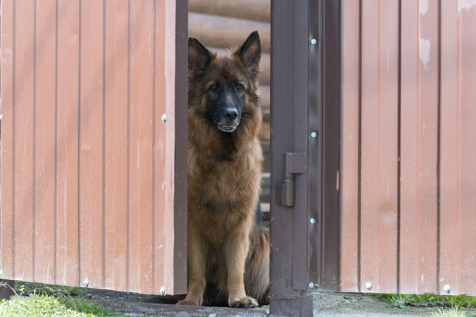 Best gate latch for dogs