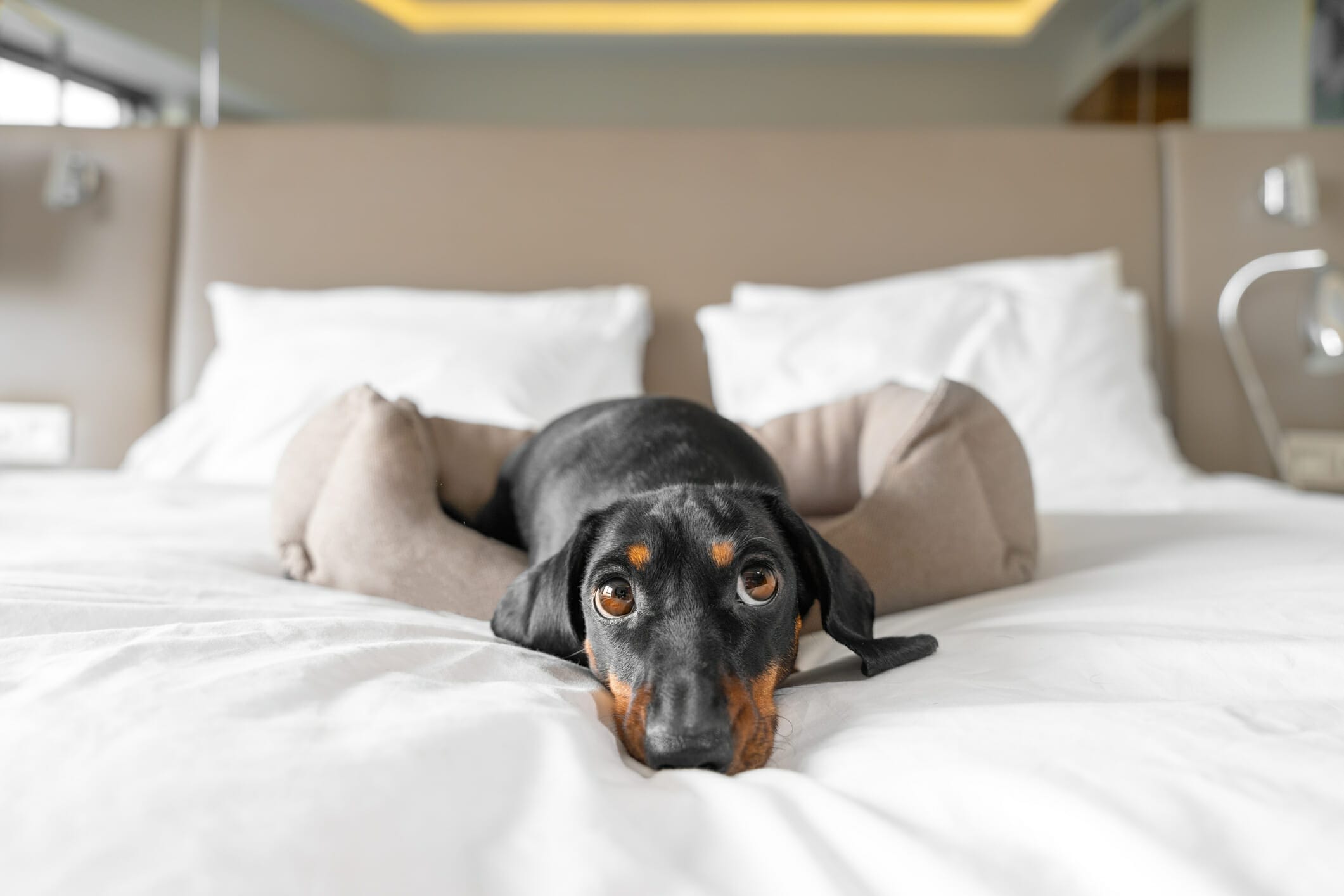 Why Do Dogs Scratch Their Beds Before Lying Down? (Explained)