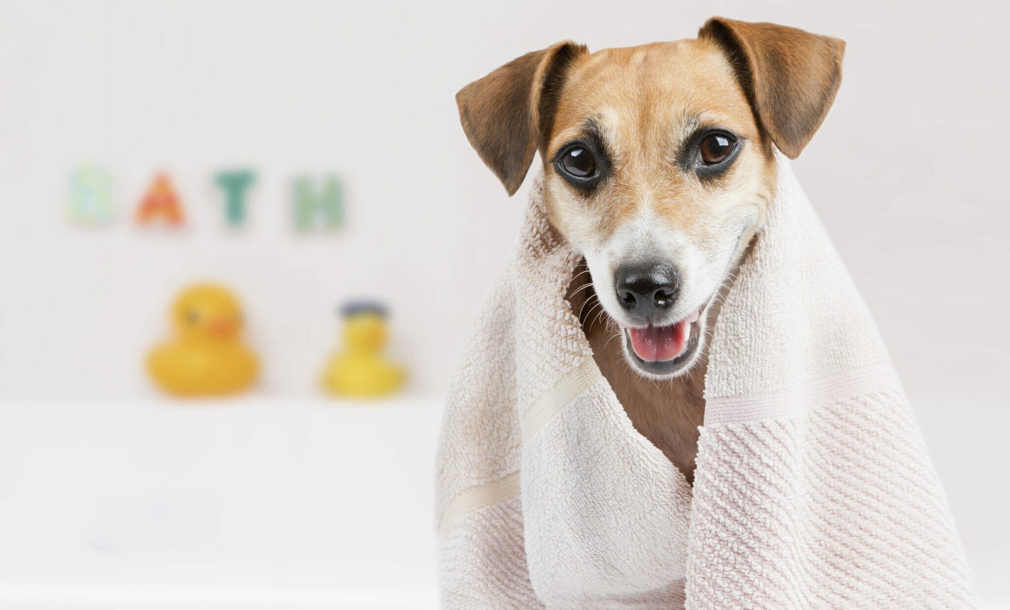 Bath bombs for dogs