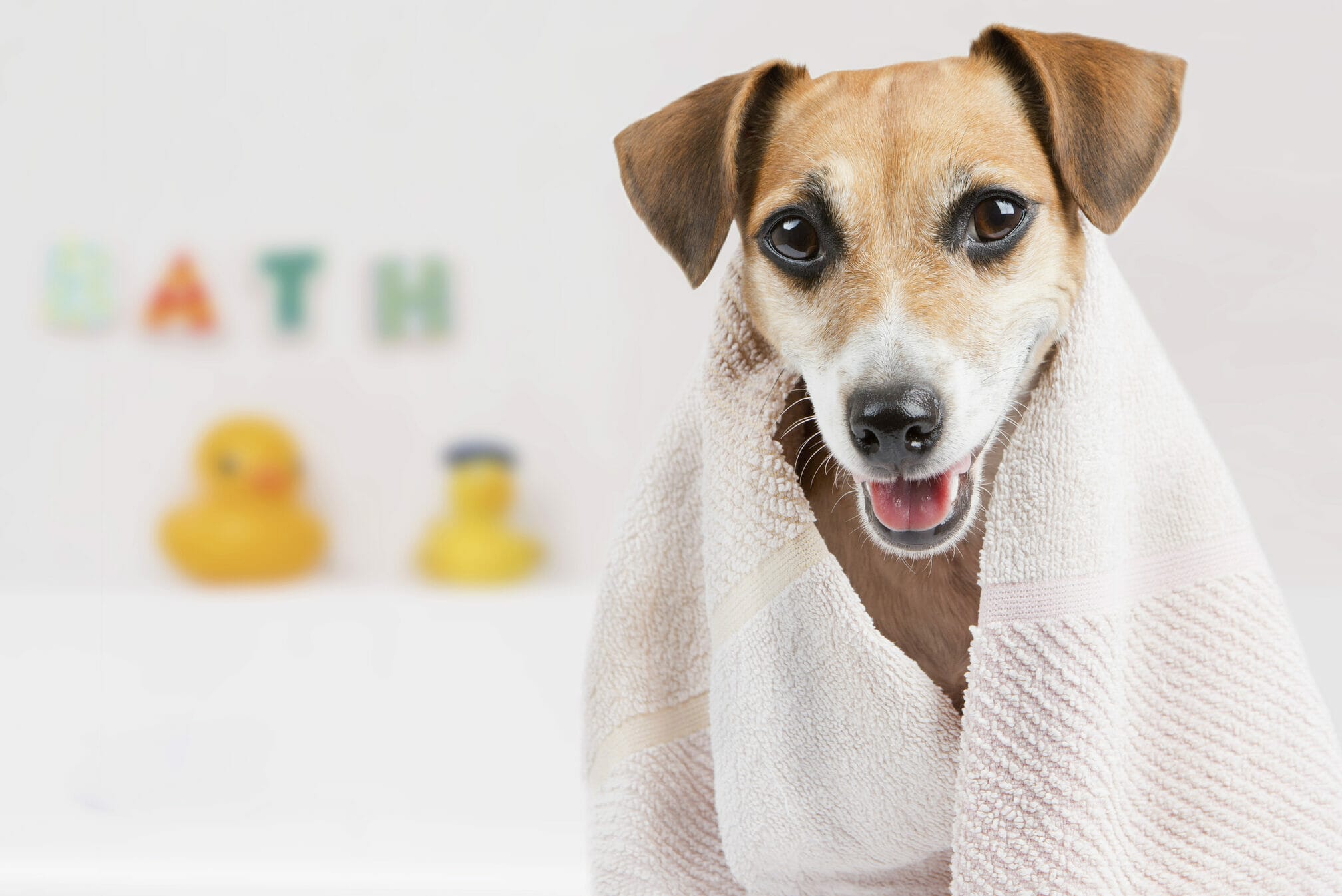 How To Make Bath Bombs For Dogs