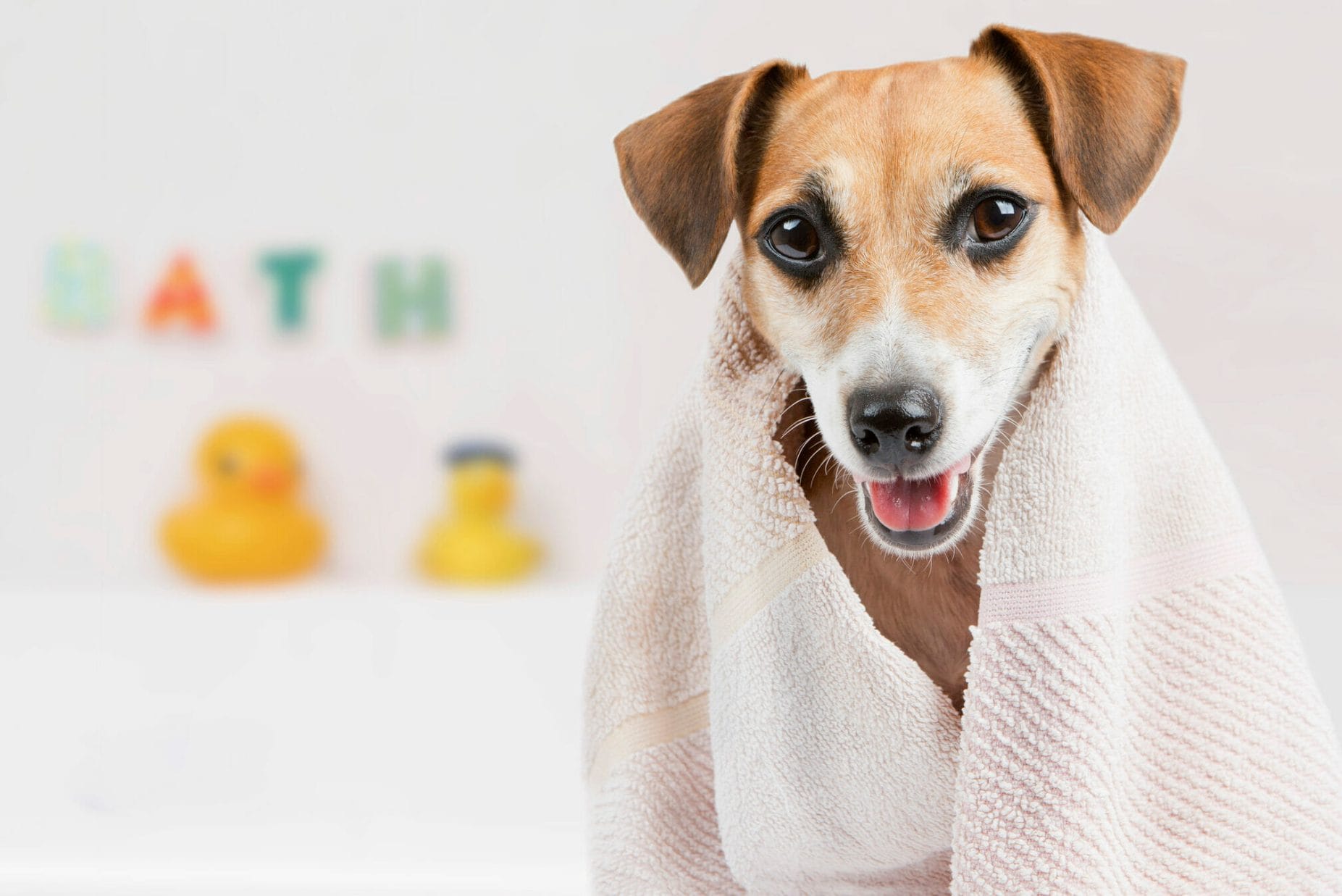 Bath bombs for dogs