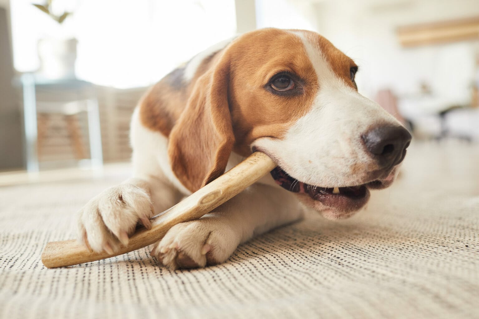 Are Frozen Marrow Bones Safe For Dogs?